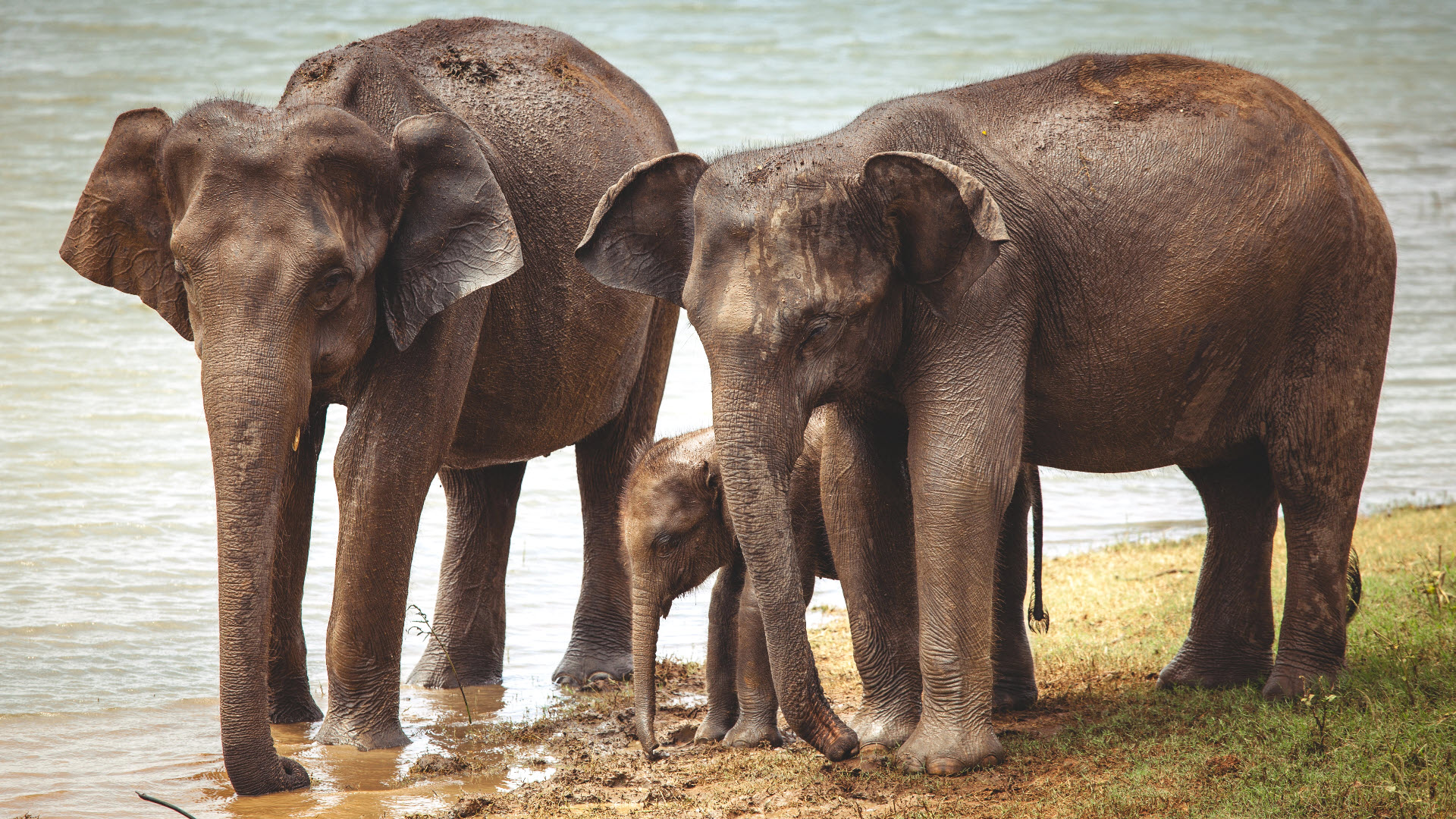 Asian elephants are an endangered species