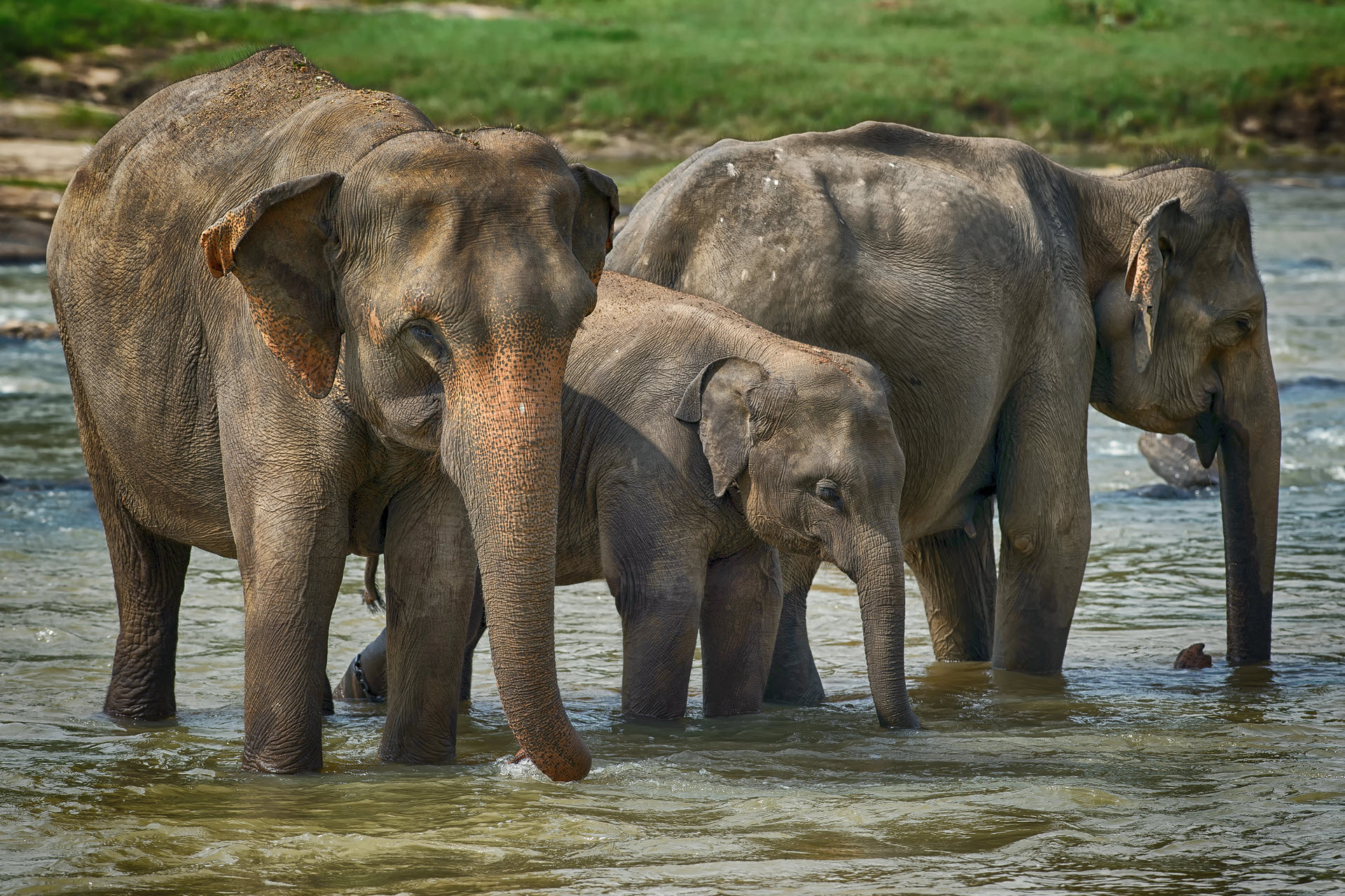 Asian elephants are large mammals