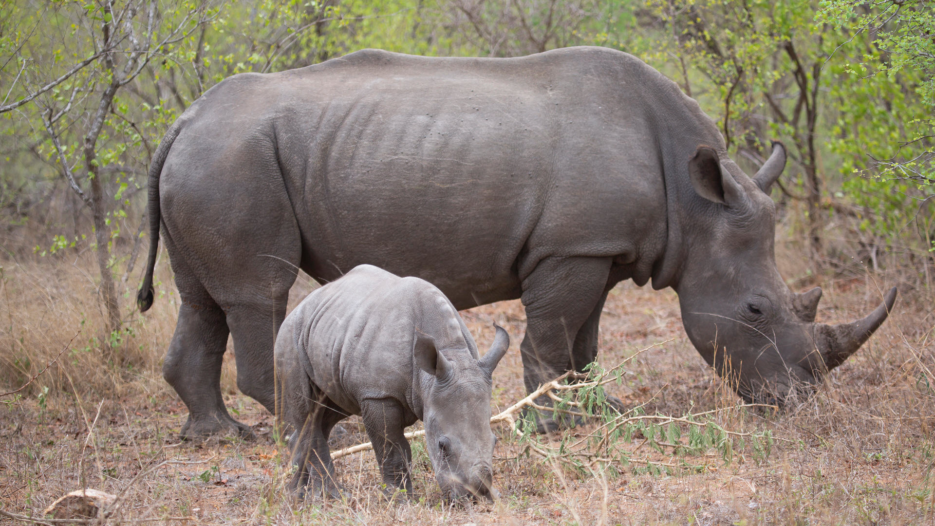 The Black rhino, an endangered species.