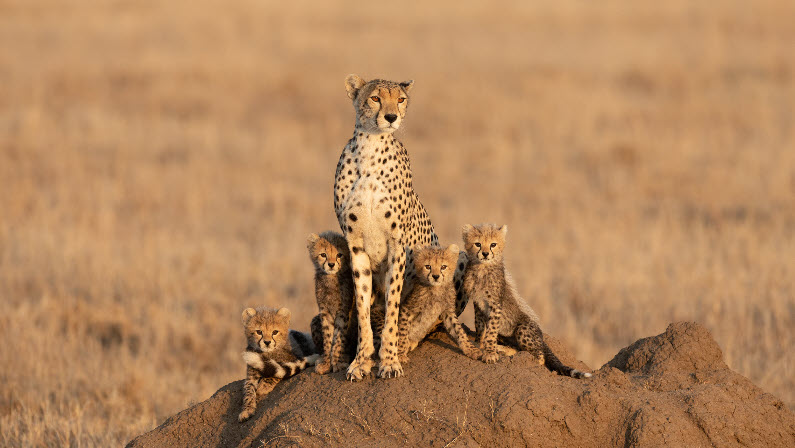 Cheetahs on a hill - mammals