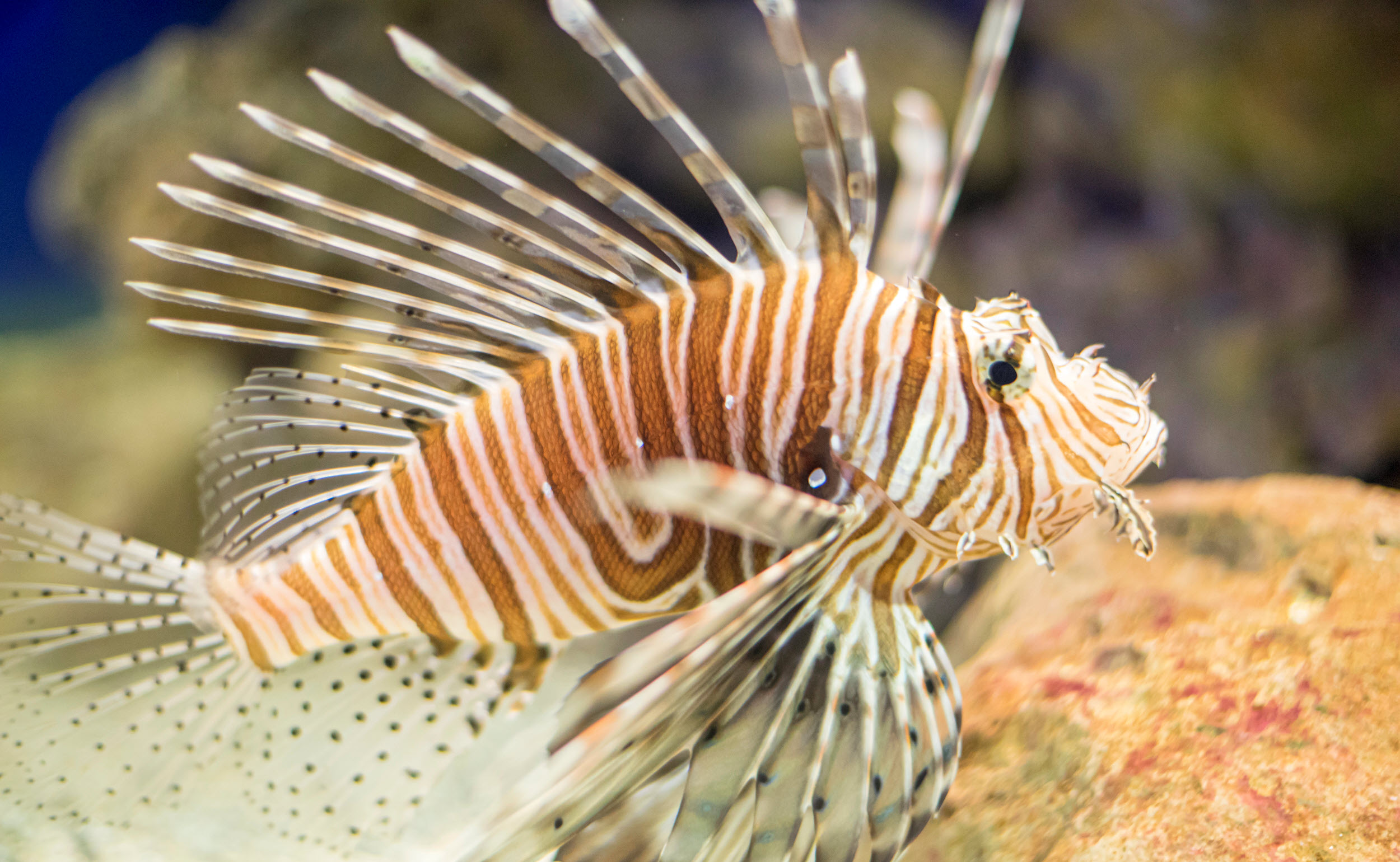 Lionfish are a type of fish