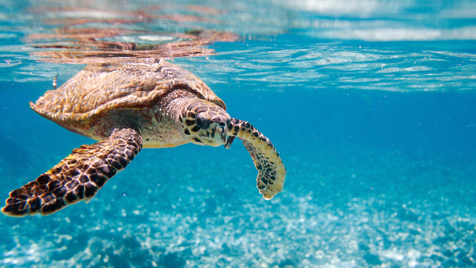 The Hawksbill sea turtle - an endangered species