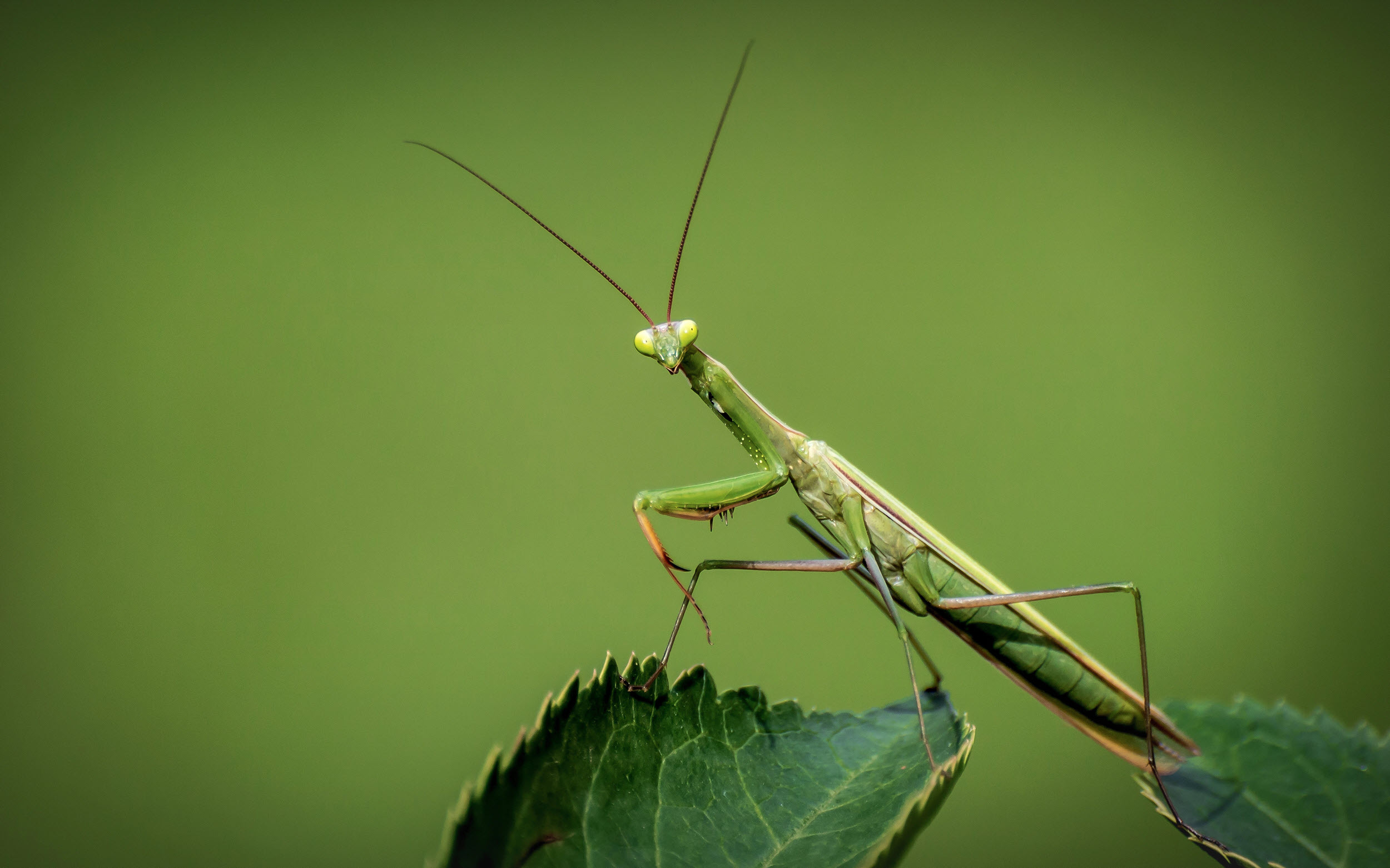 An insect called A European Mantis