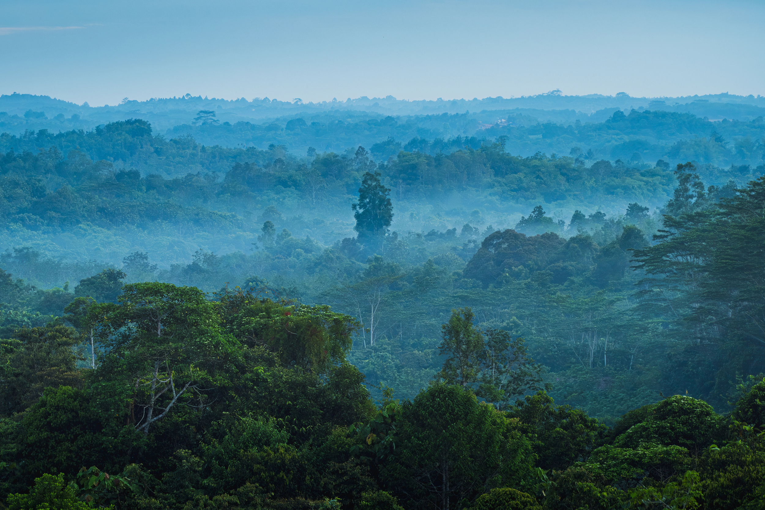 The Borneo Rainforest
