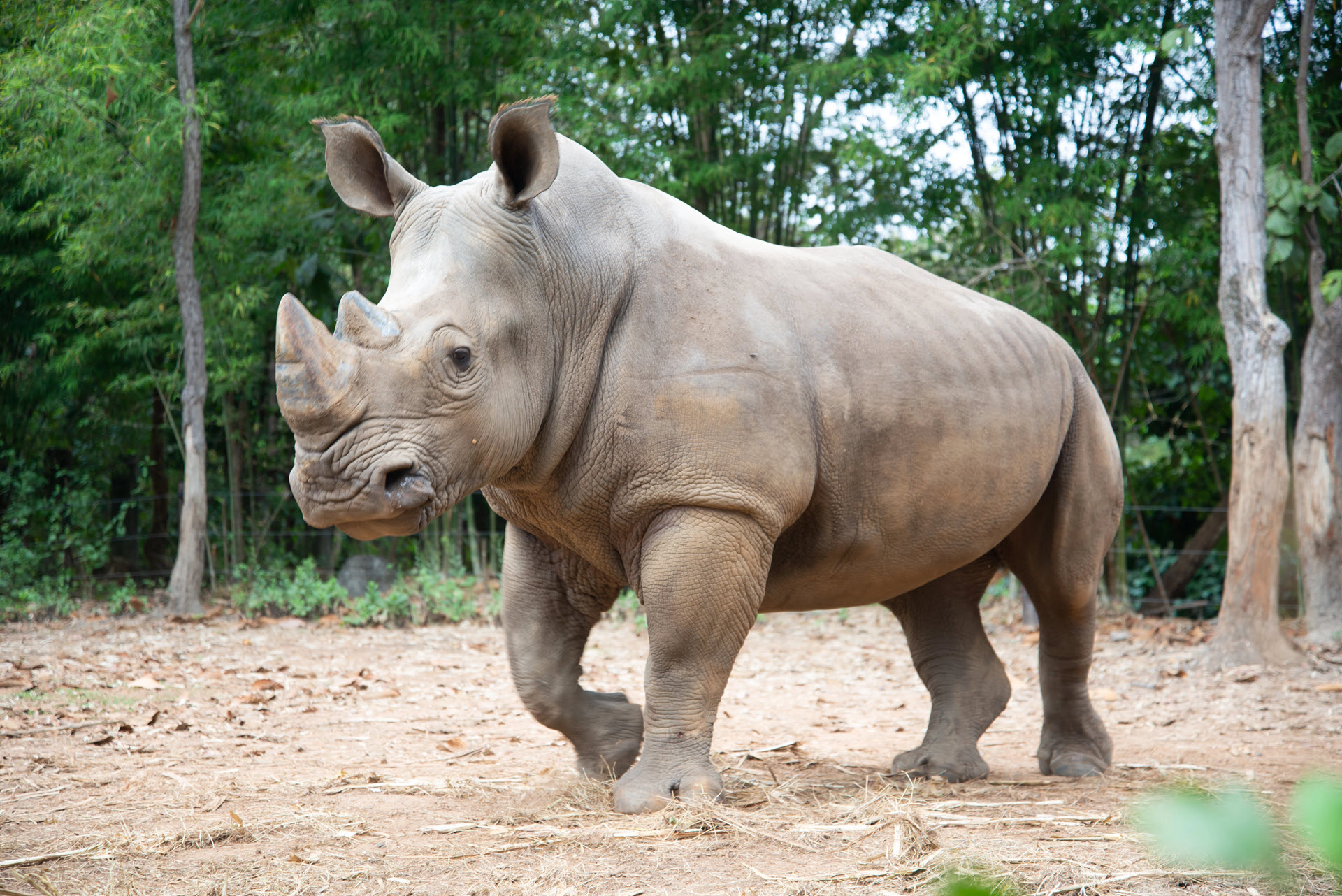 White Rhinio is one of the biggest mammals