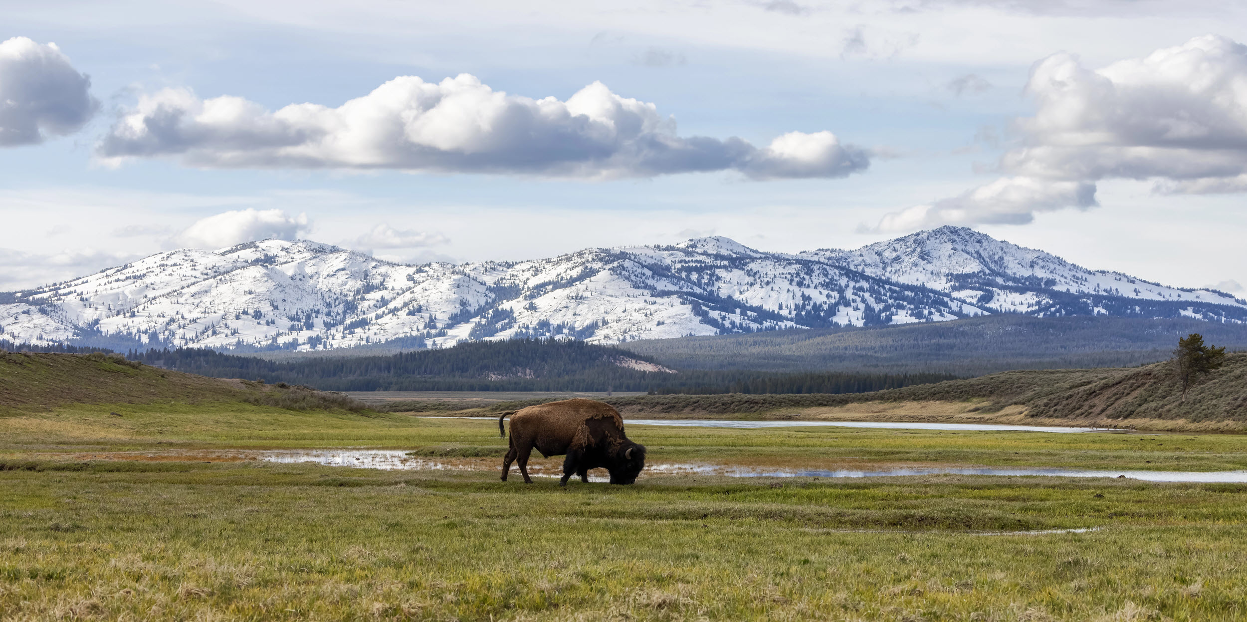 Yellowstone National Park Buffalo