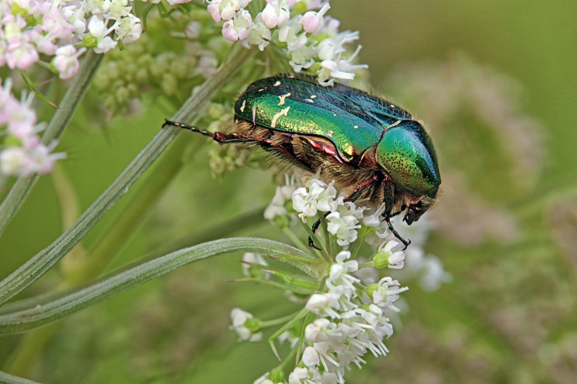 a beetle is an insect