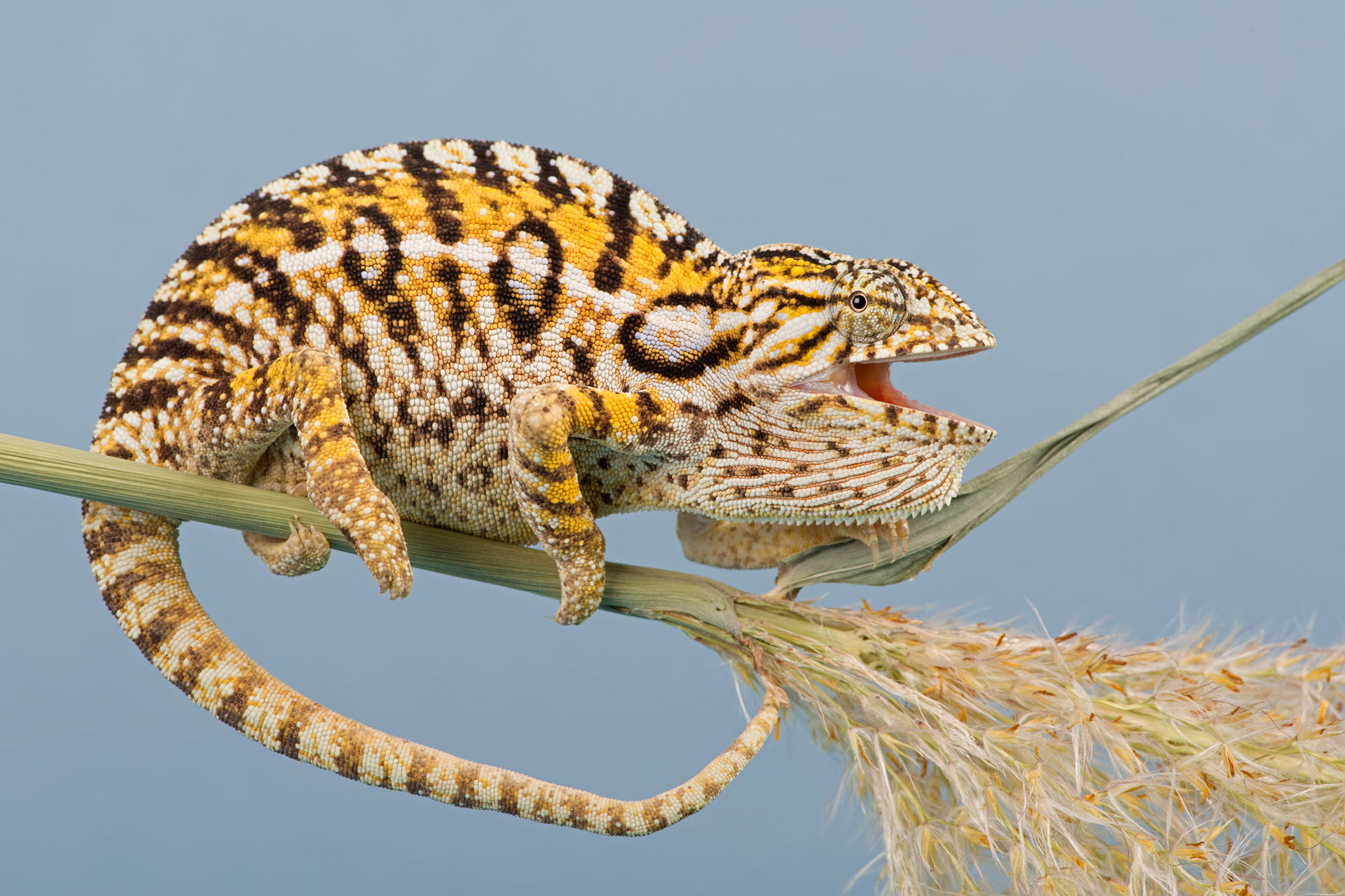a carpet chameleon is a reptile
