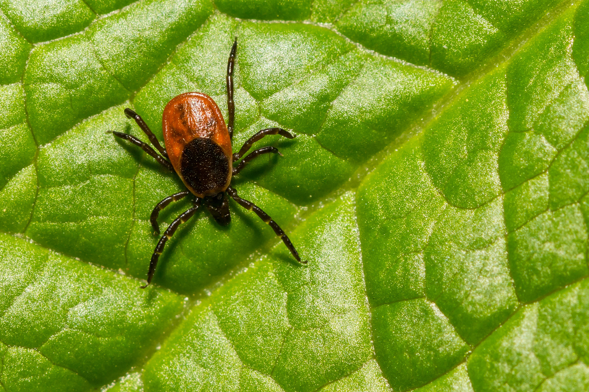 a deer tick is an arachnid