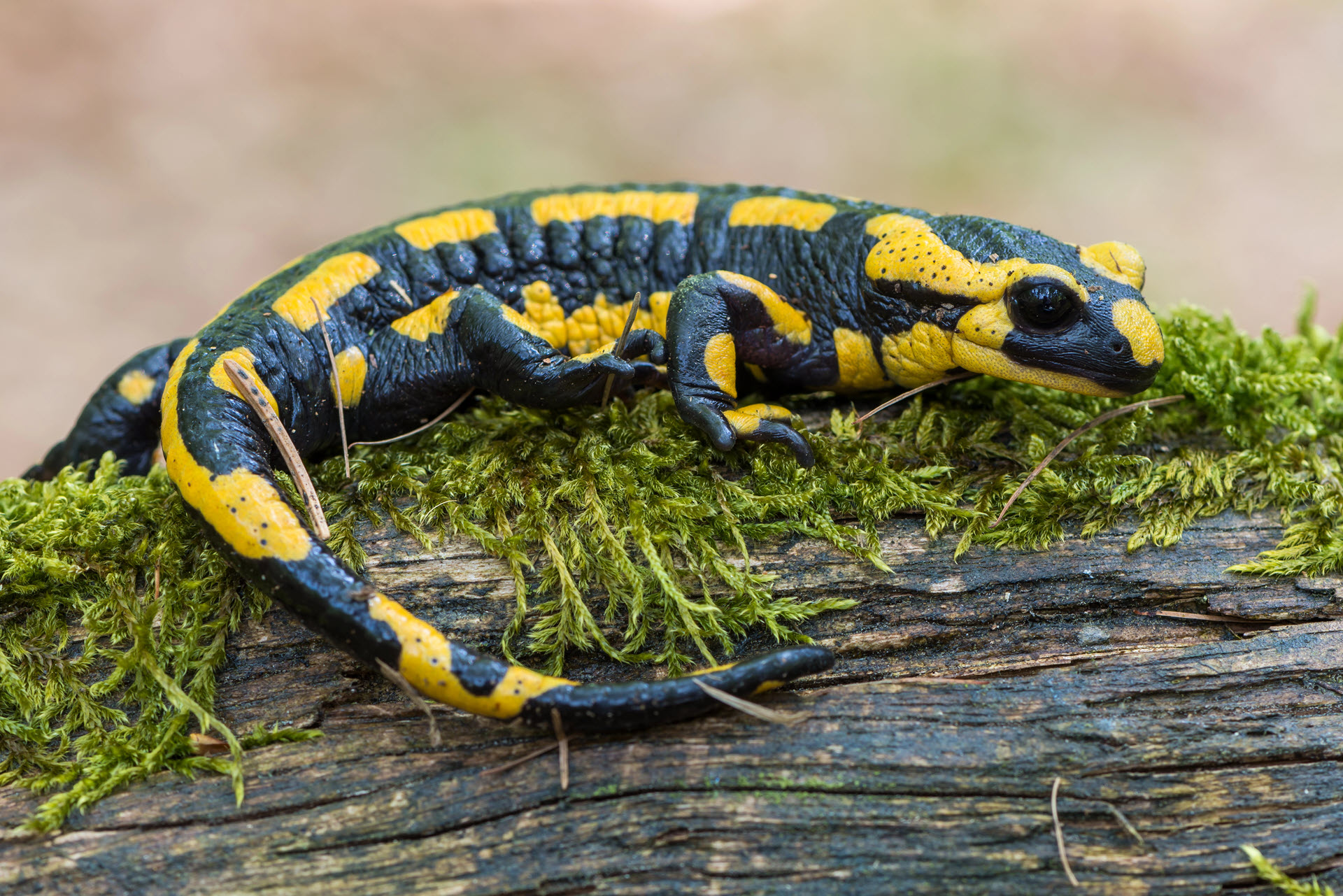 a fire salamander is an amphibian