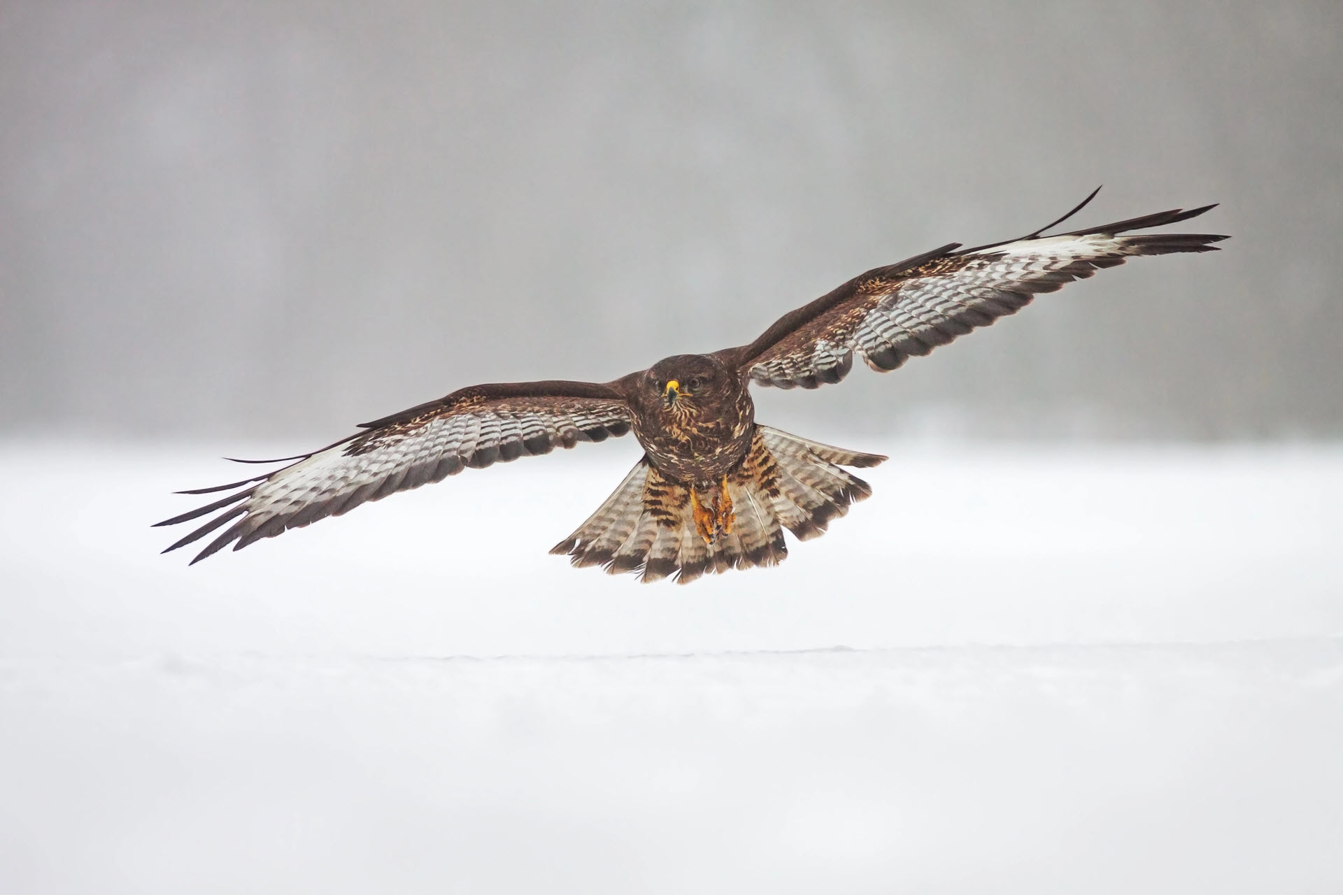 a flying hawk