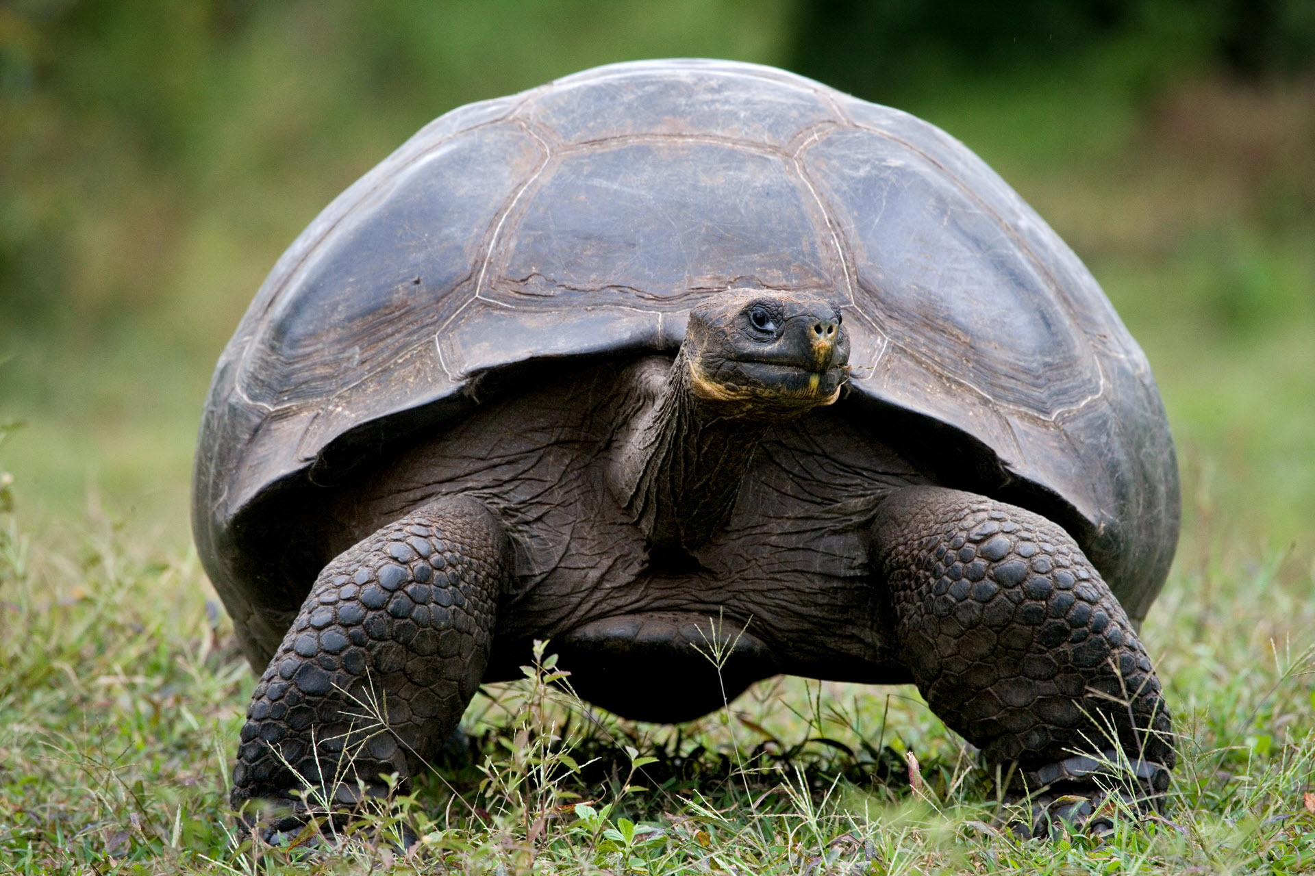 a galapagos giant tortoise is a reptile