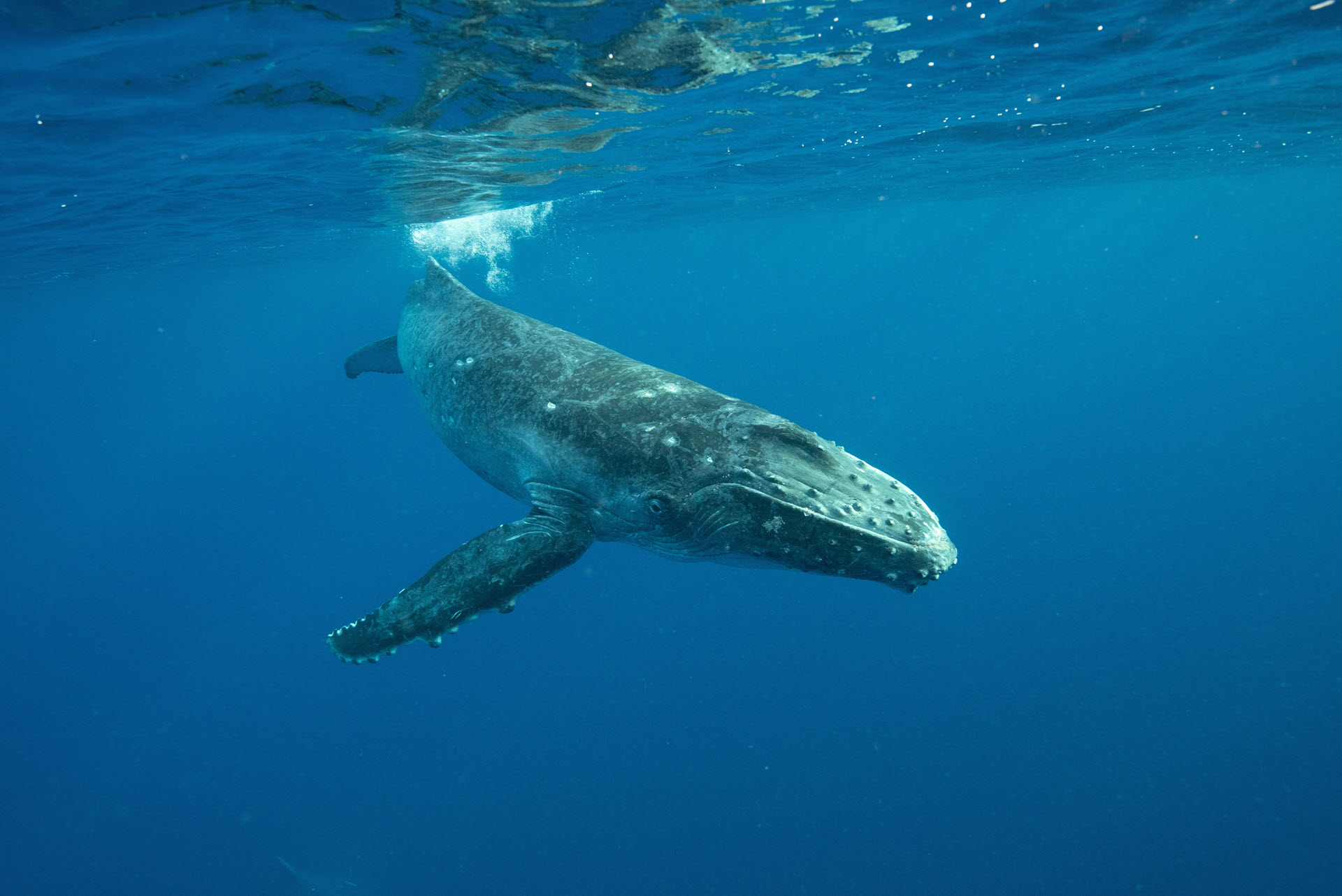 a humpback whale in the ocean