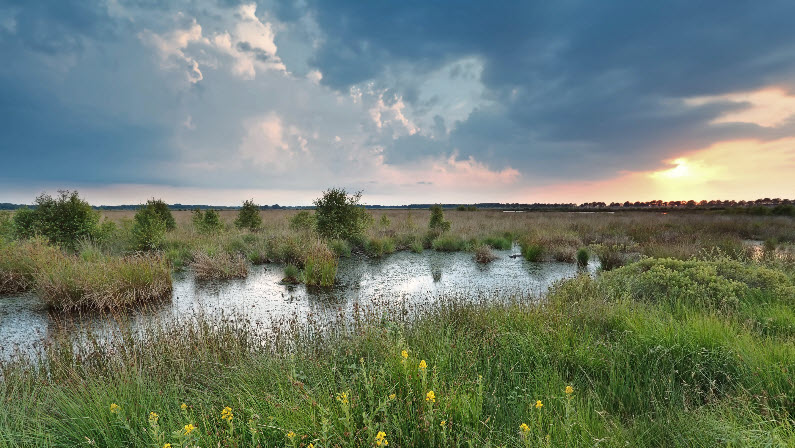 A marsh water habitat