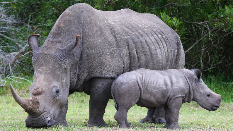 A rhino endangered species