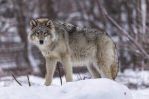 A timberwolf is a mammal