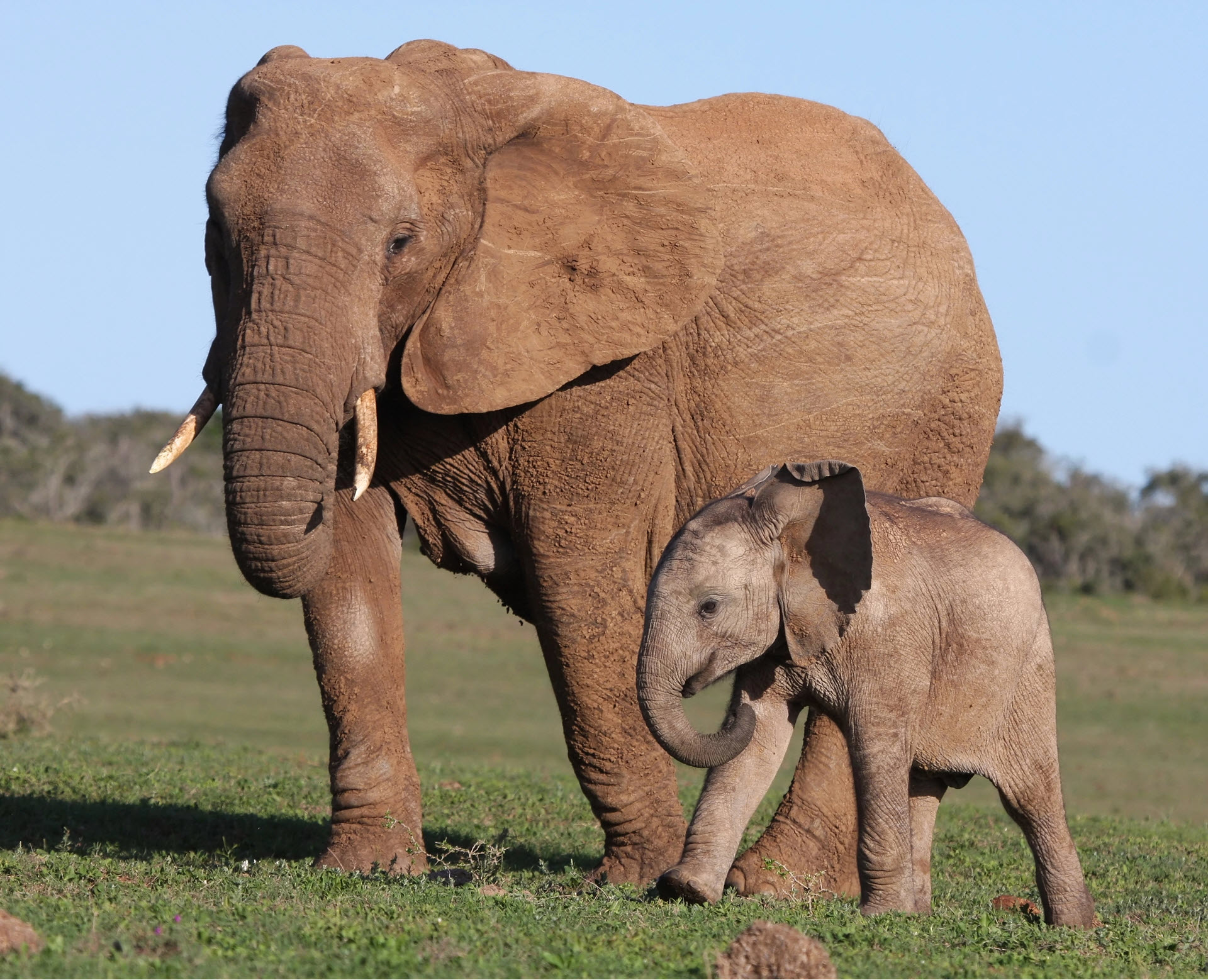 african elephants are large mammals
