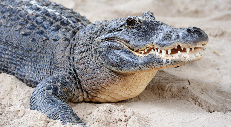 alligators are reptiles