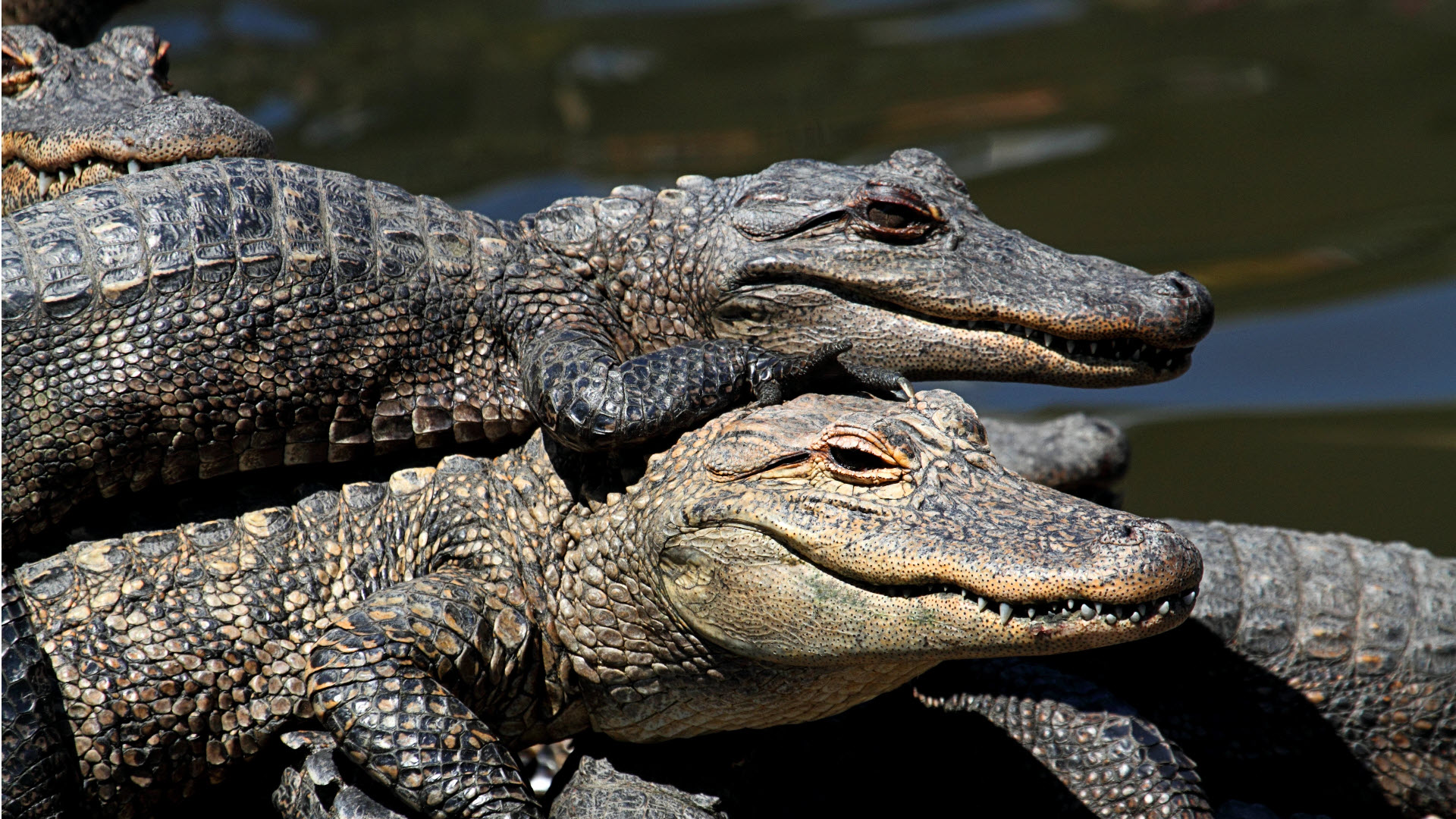 american alligator environmental success