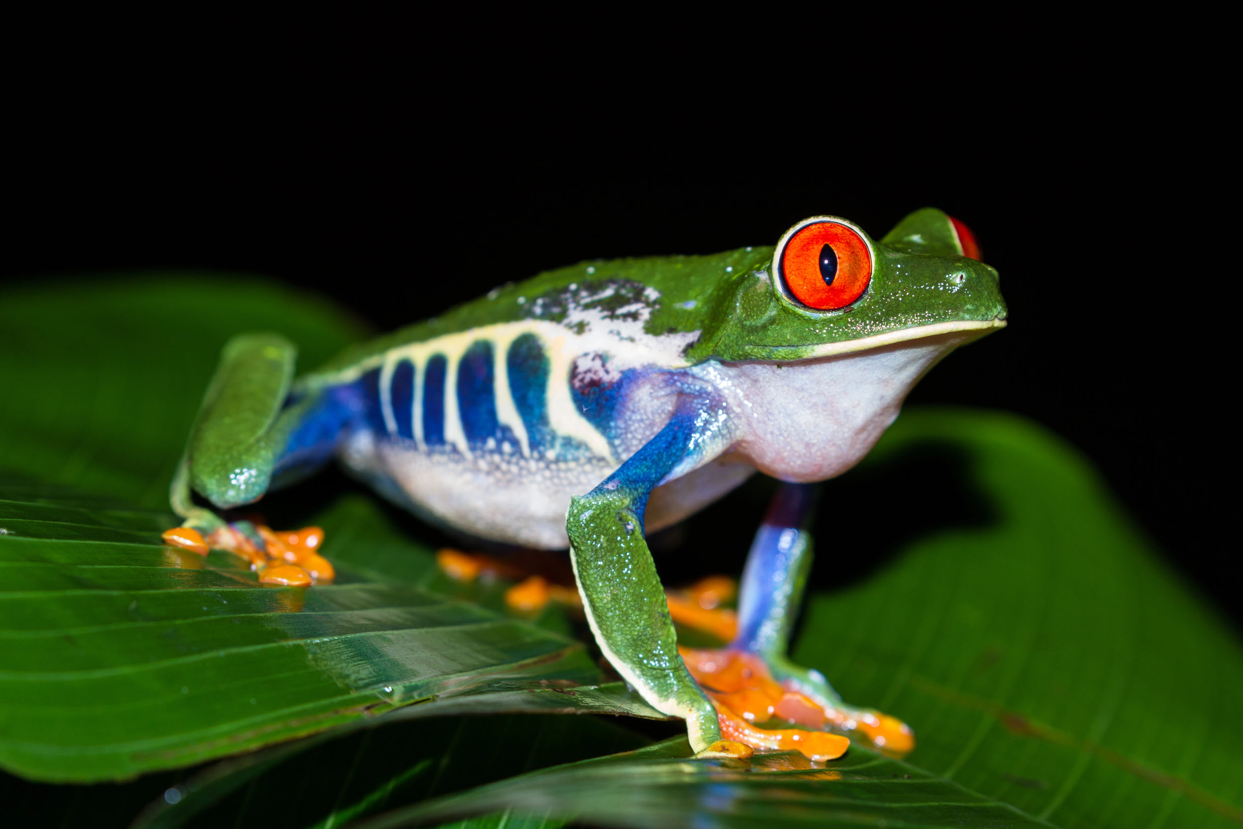 amphibian - a red-eye tree frog