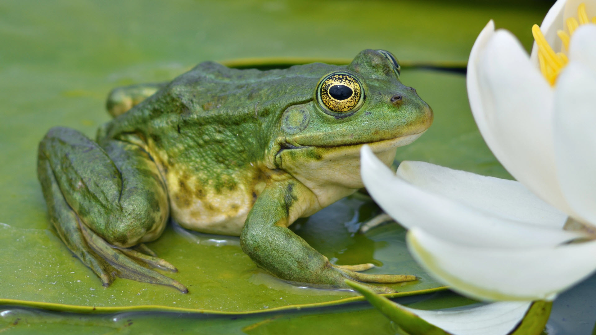 amphibians - frogs on a pad