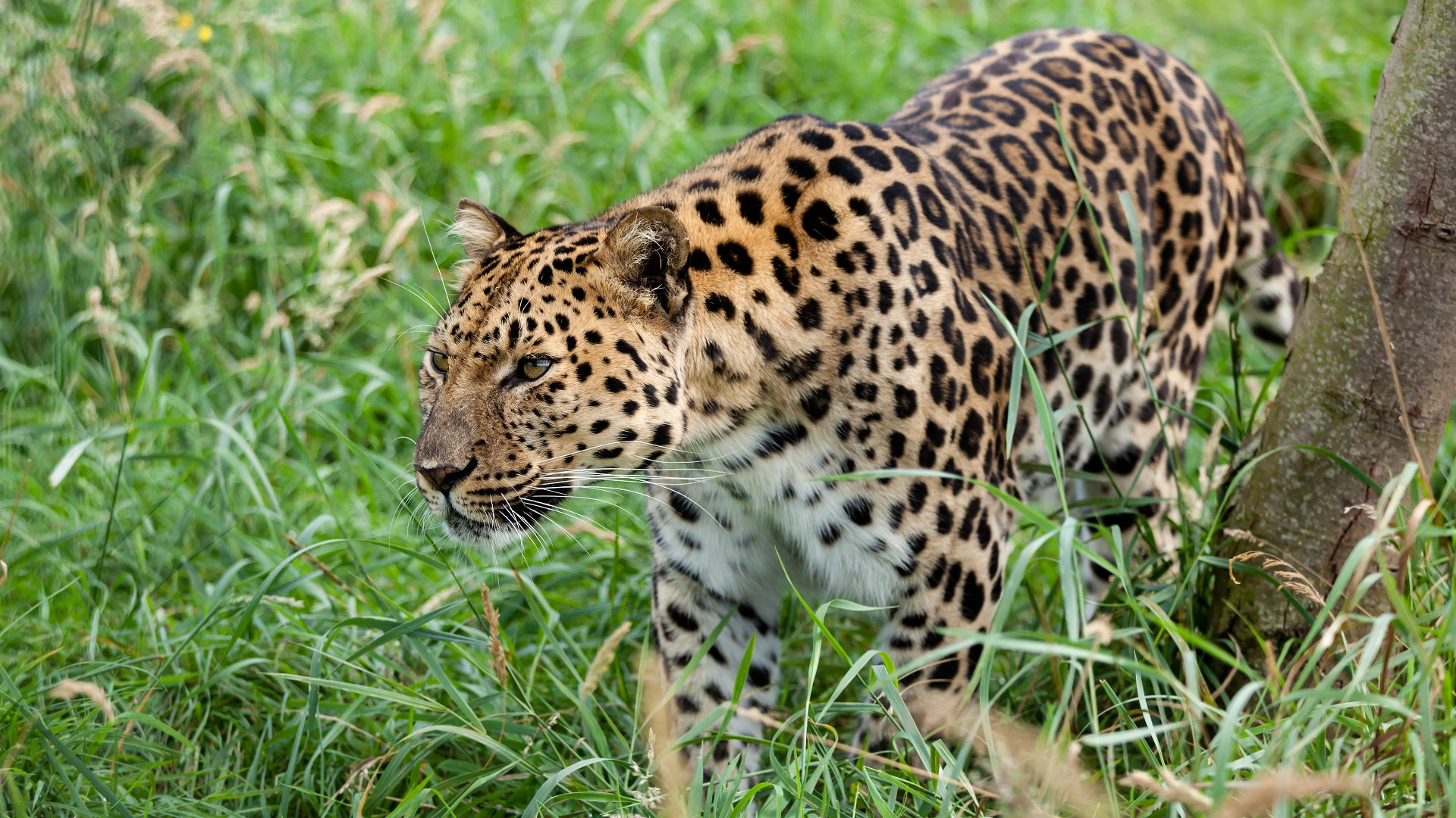 Amur leopard - endangered species