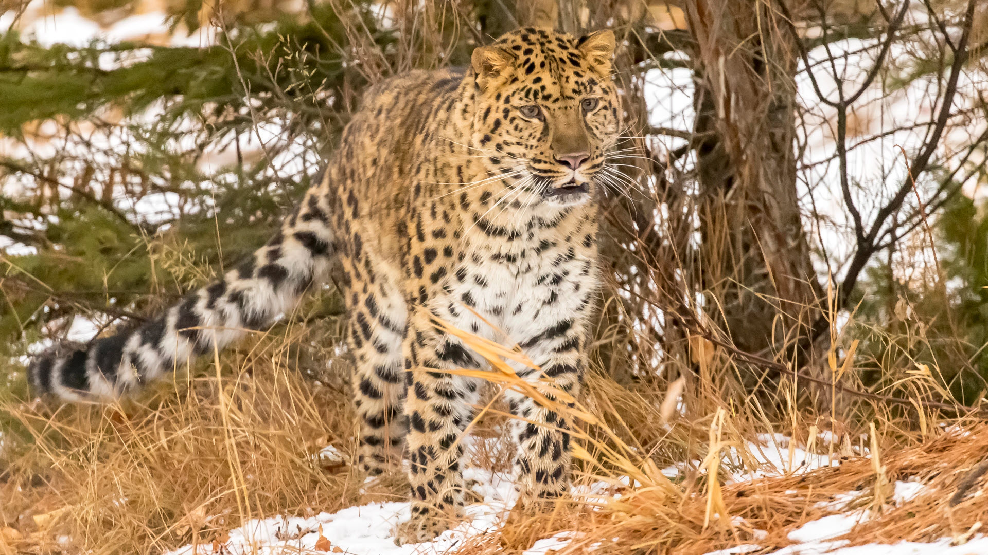 The amur leopard is a big cat endangered species.