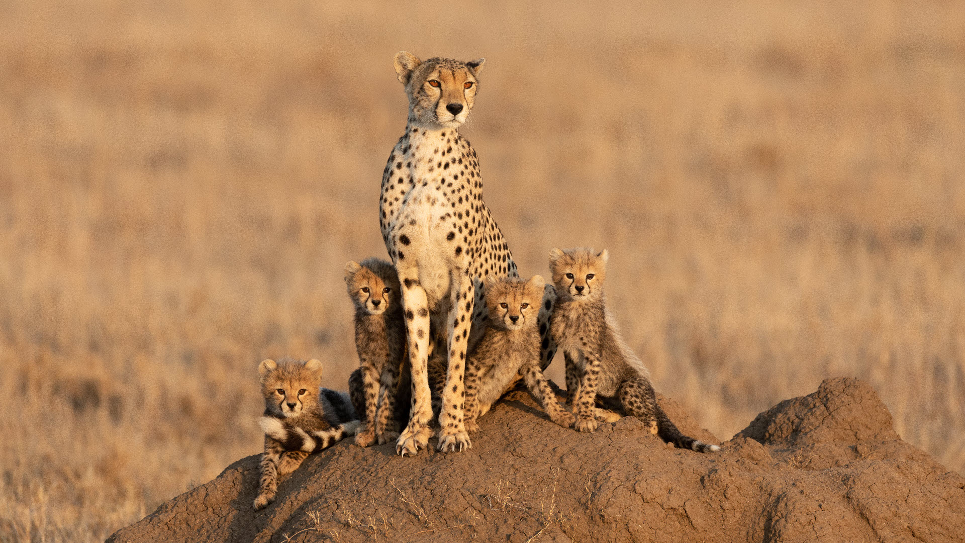 animals - a cheetah and her cubs