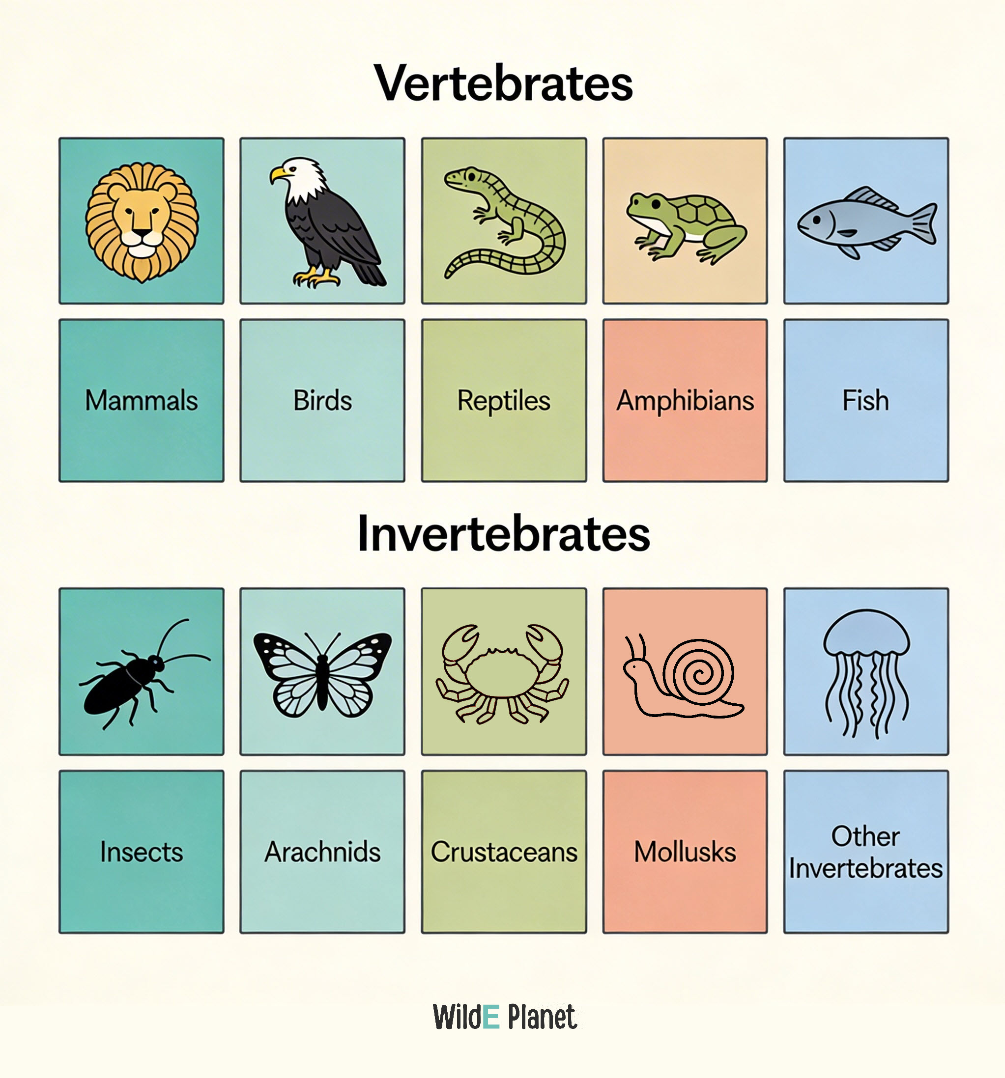 animals vertebretes and invertebrates groups
