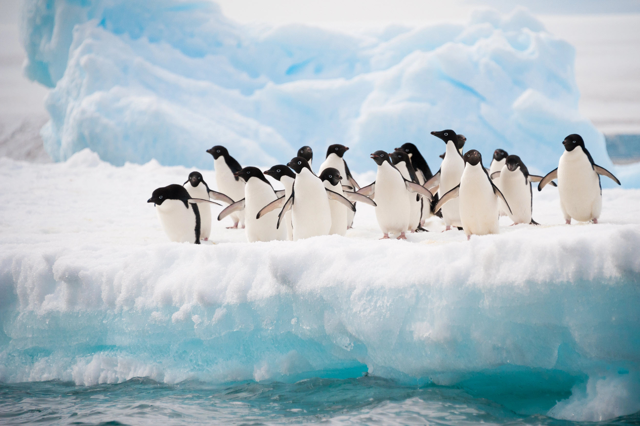 antartica penguins