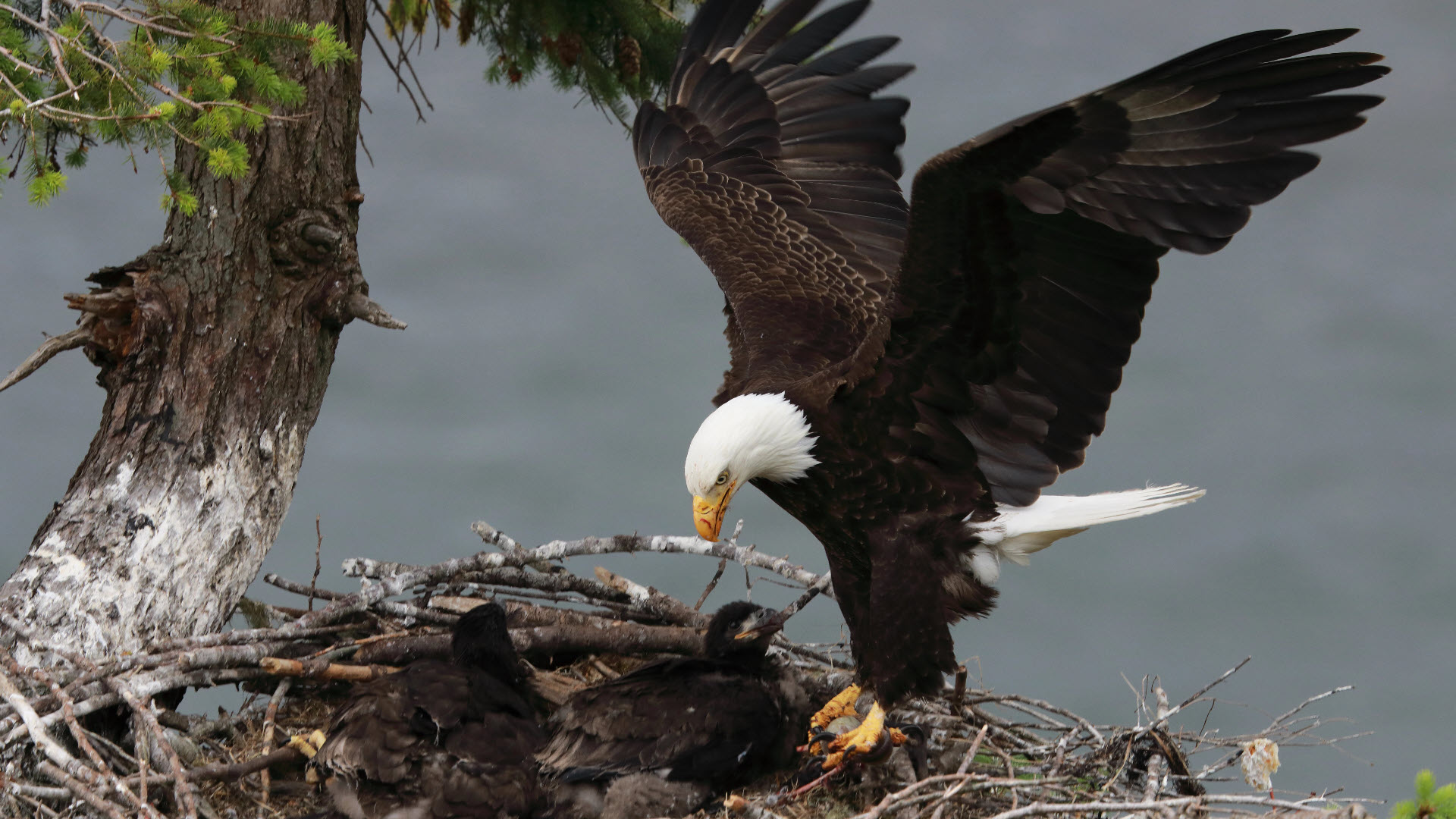 bald eagle environmental success