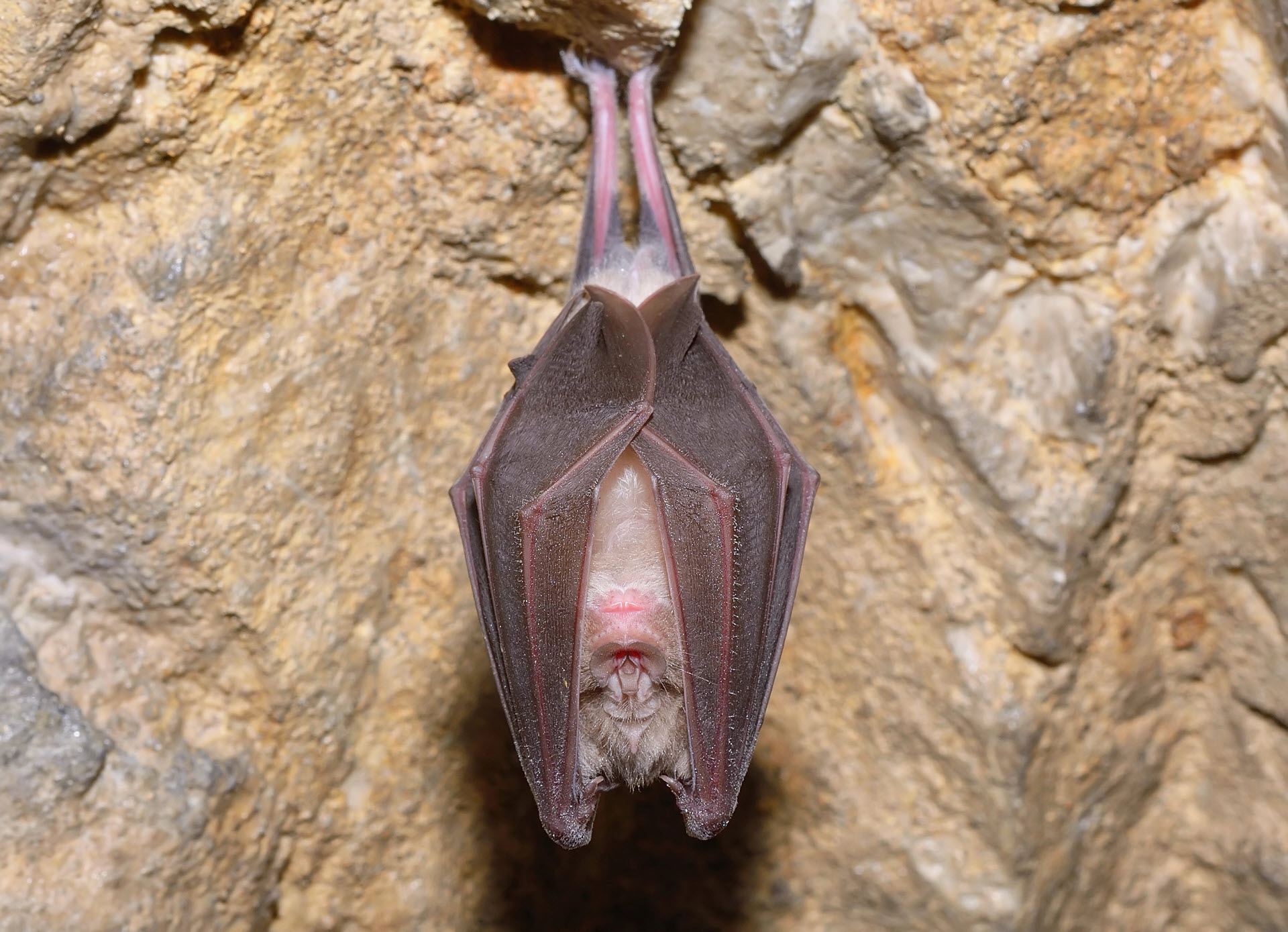 bat greater horseshoe bat - mammal - in a cave