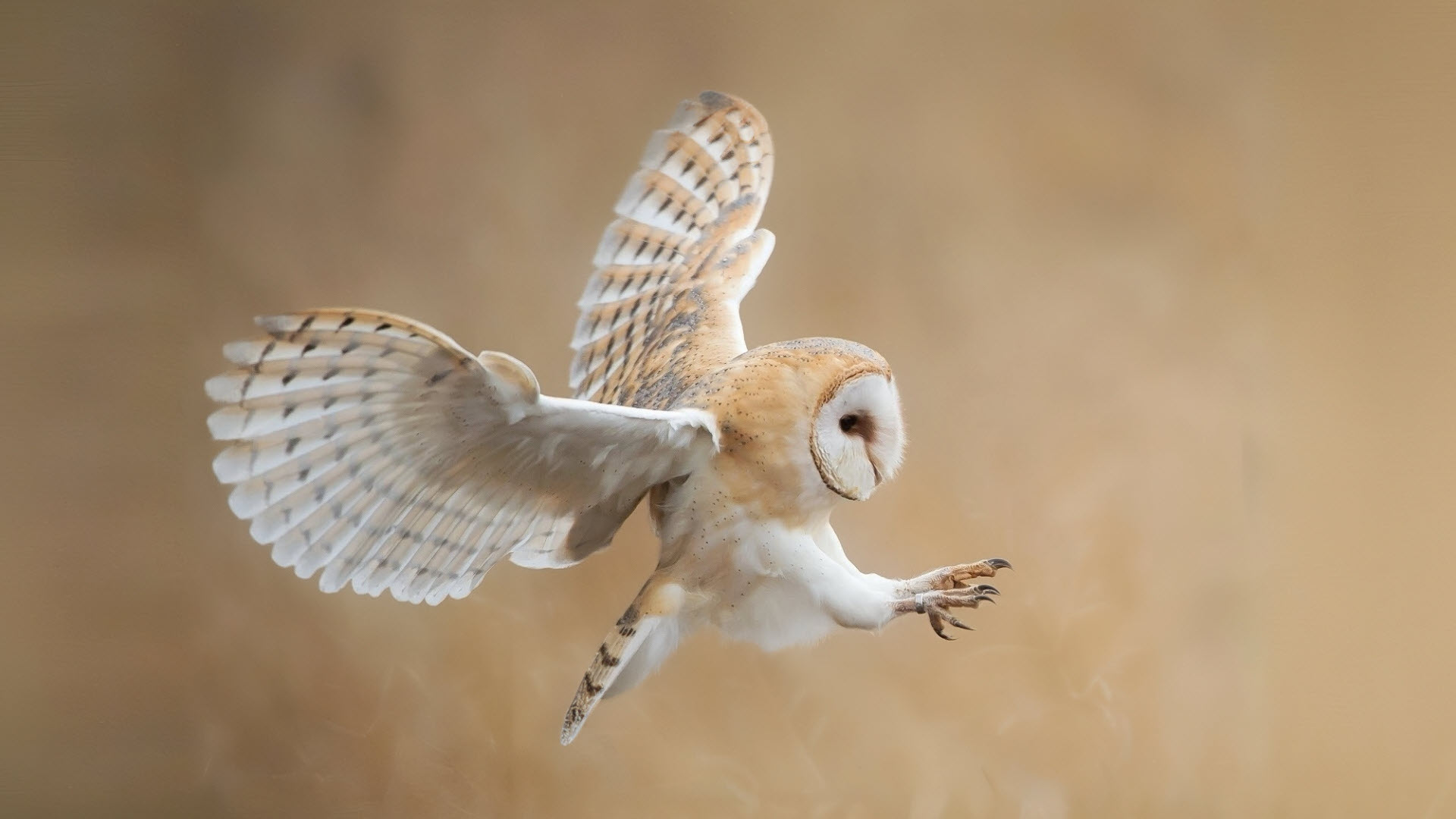 bird - an owl flying