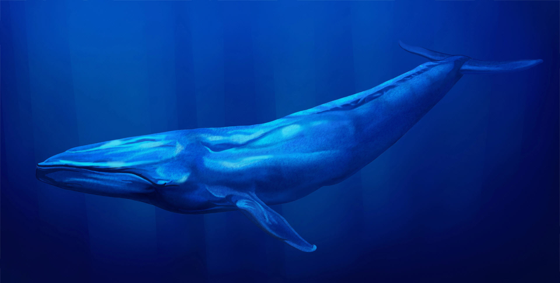 blue whale is the biggest mammal