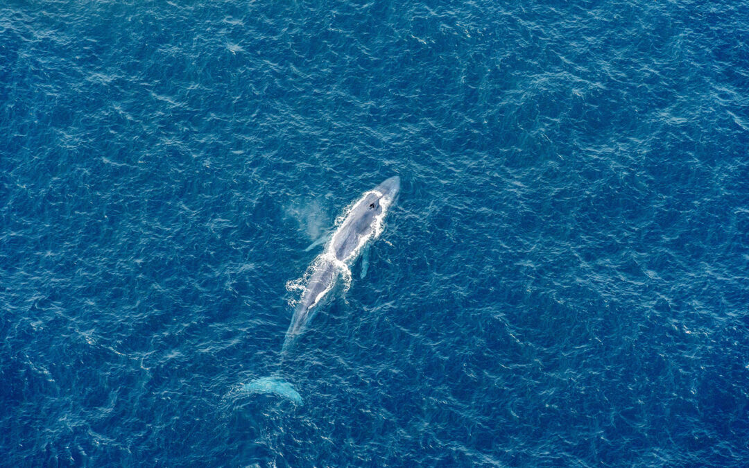 The Largest Mammals in the World