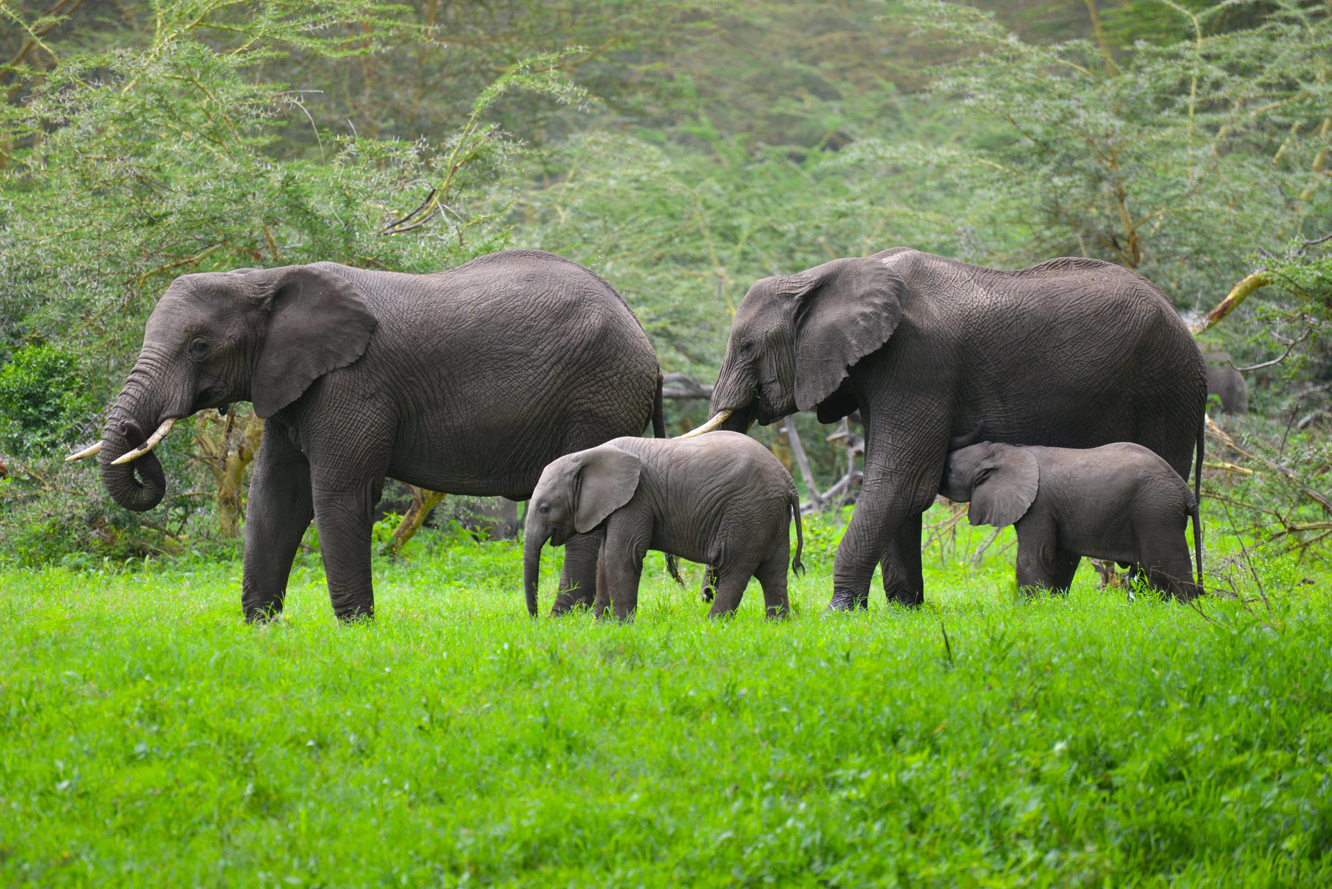 elephants are a type of mammal