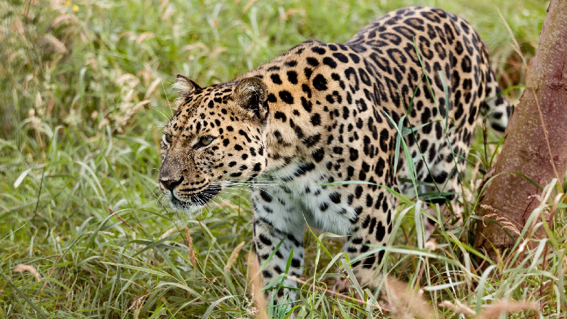 Wndangered wild cats