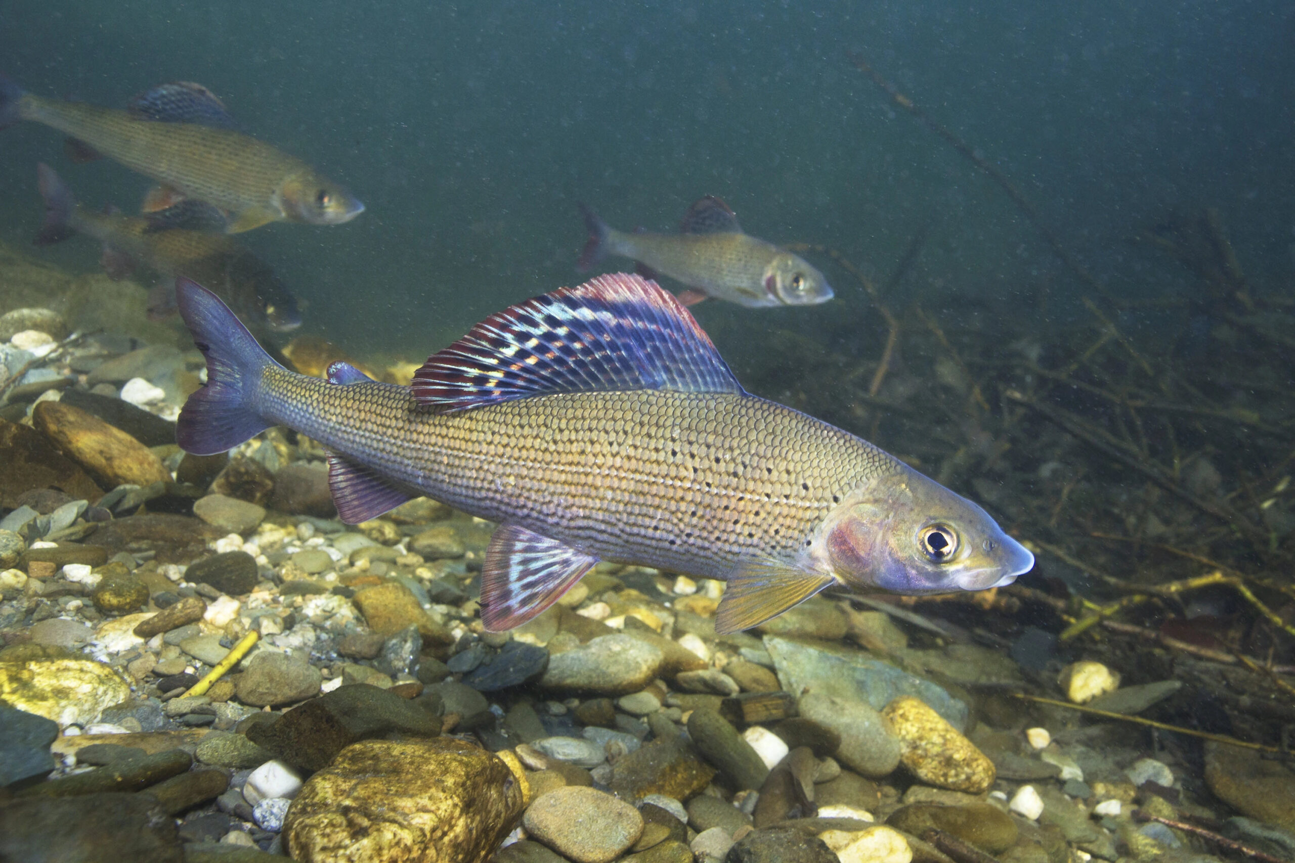 freshwater habitat - grayling fish