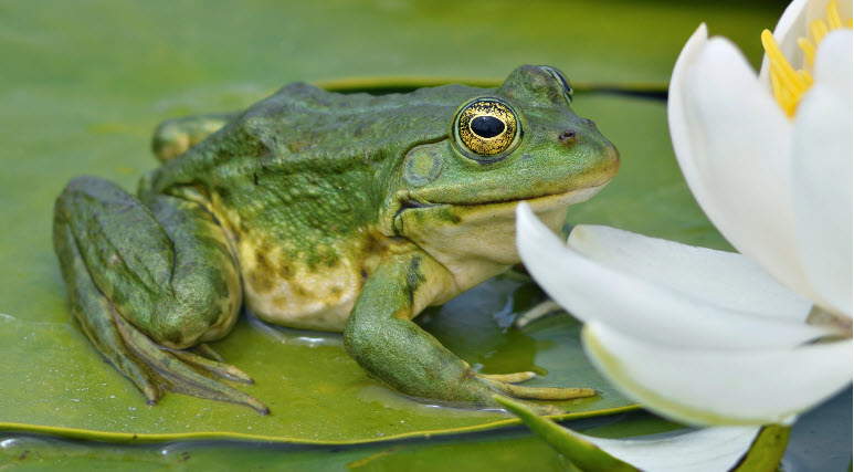 frogs are amphibians