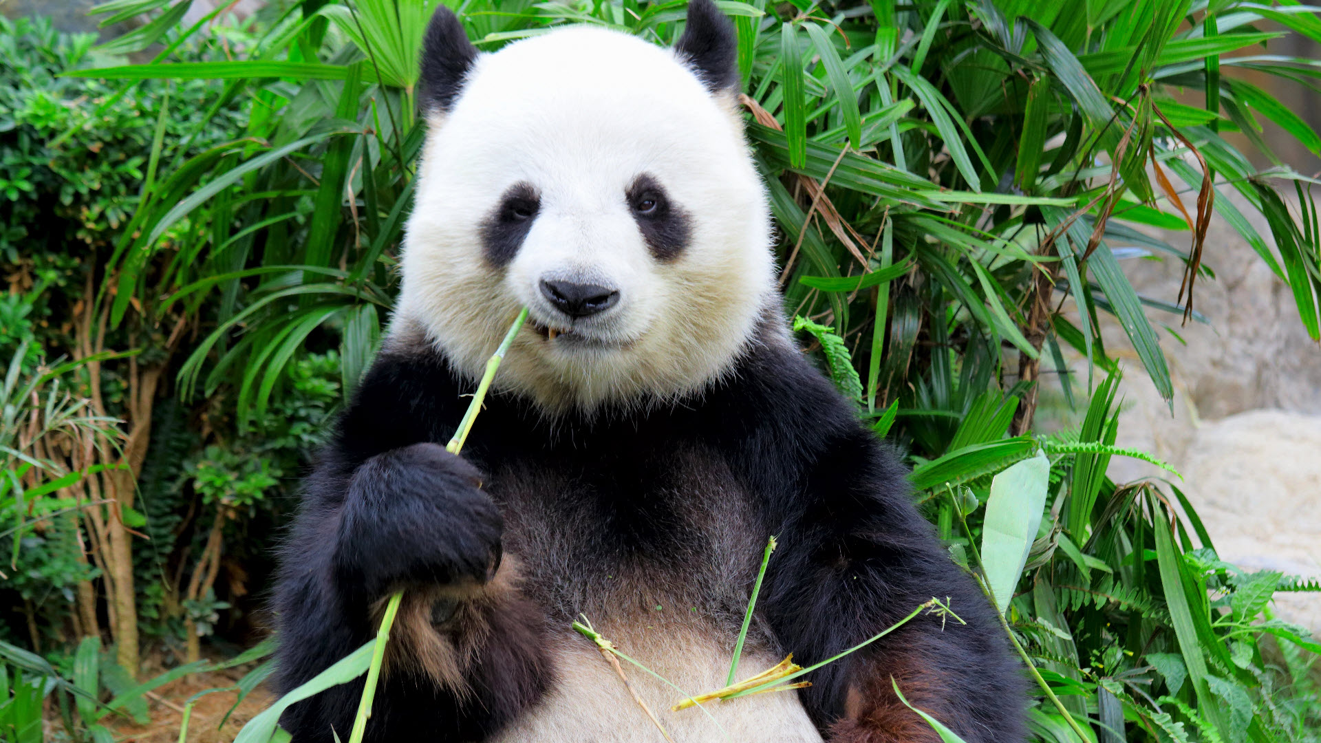 Giant panda conversation success