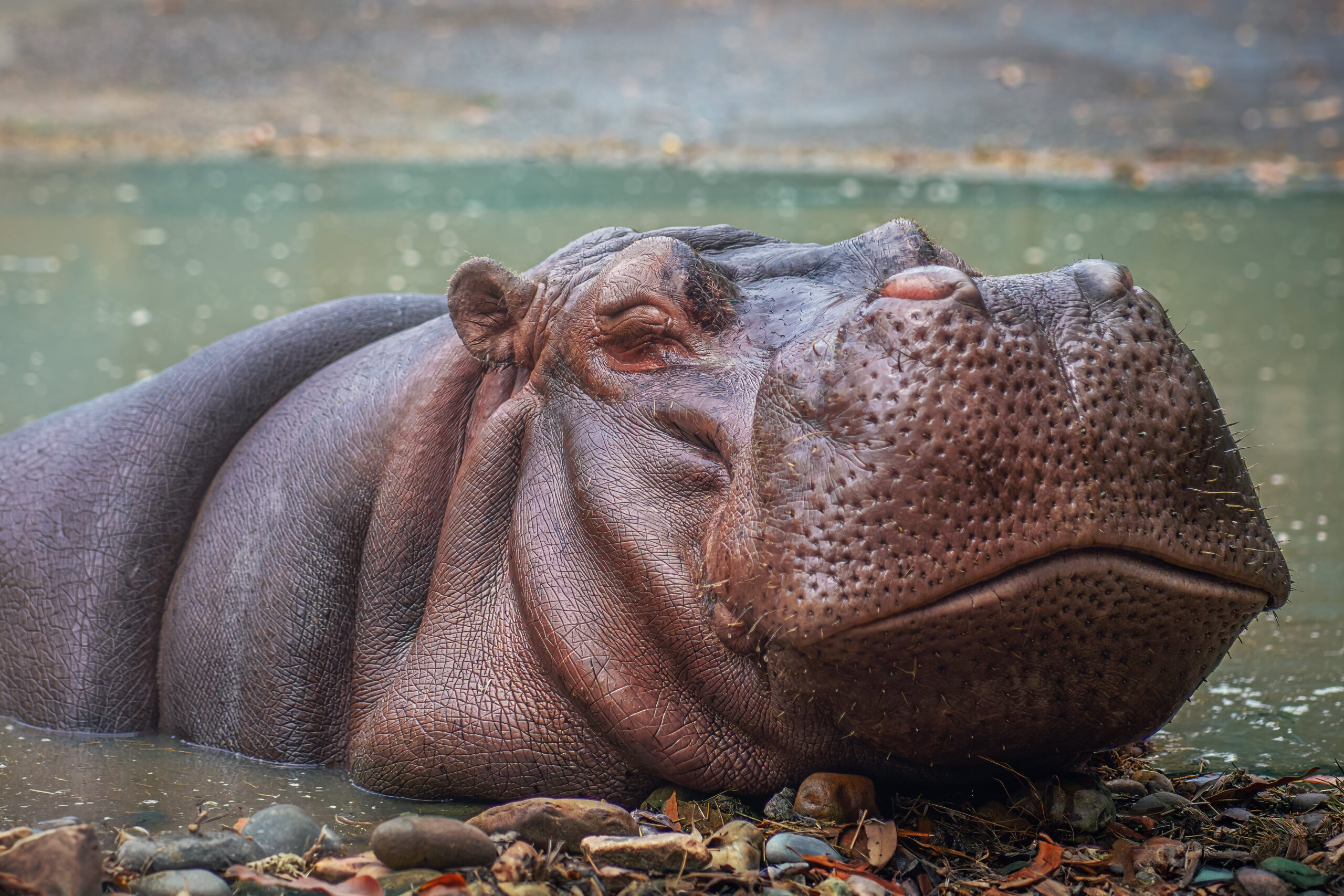 hippos are one of the largest mammals
