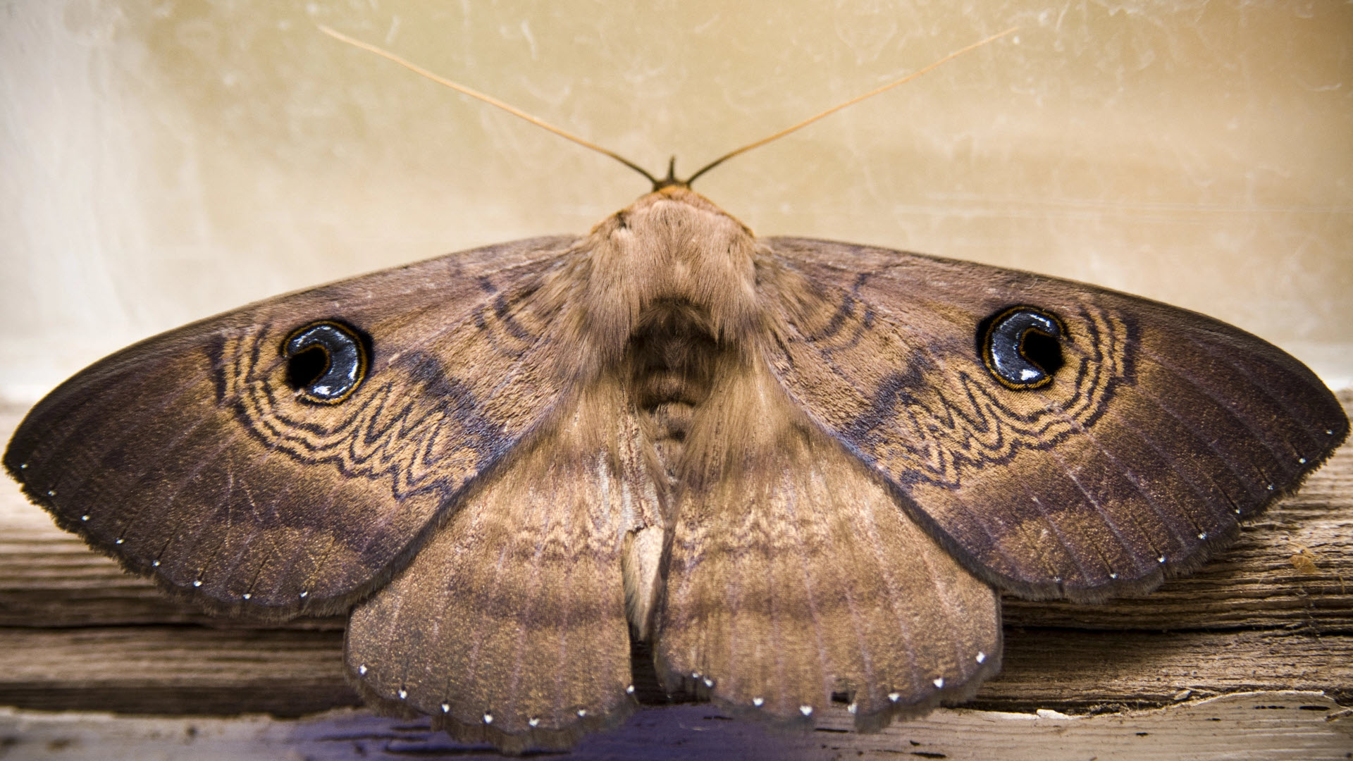 insect - a brown moth