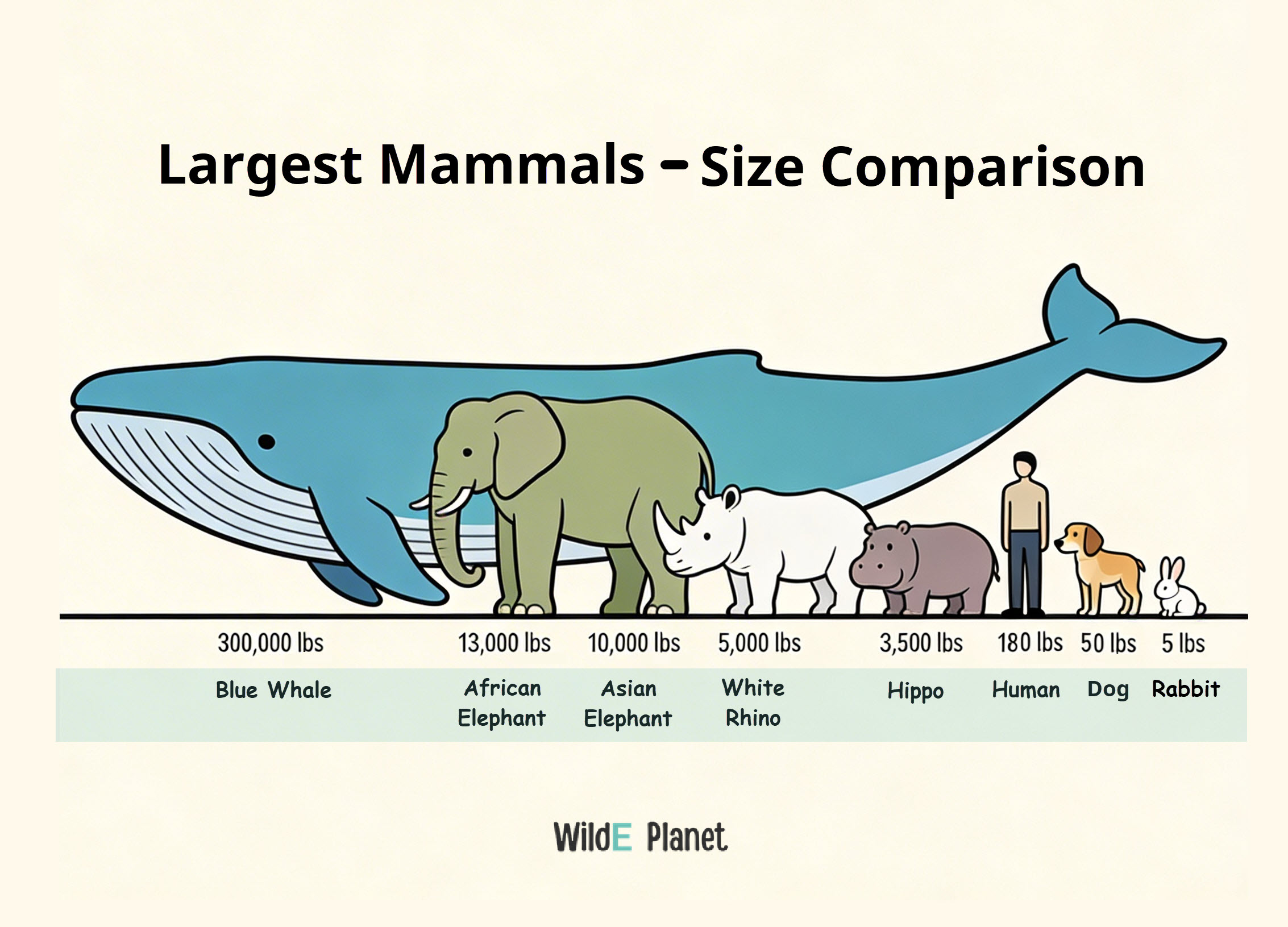 largets mammals - size comparison infographic