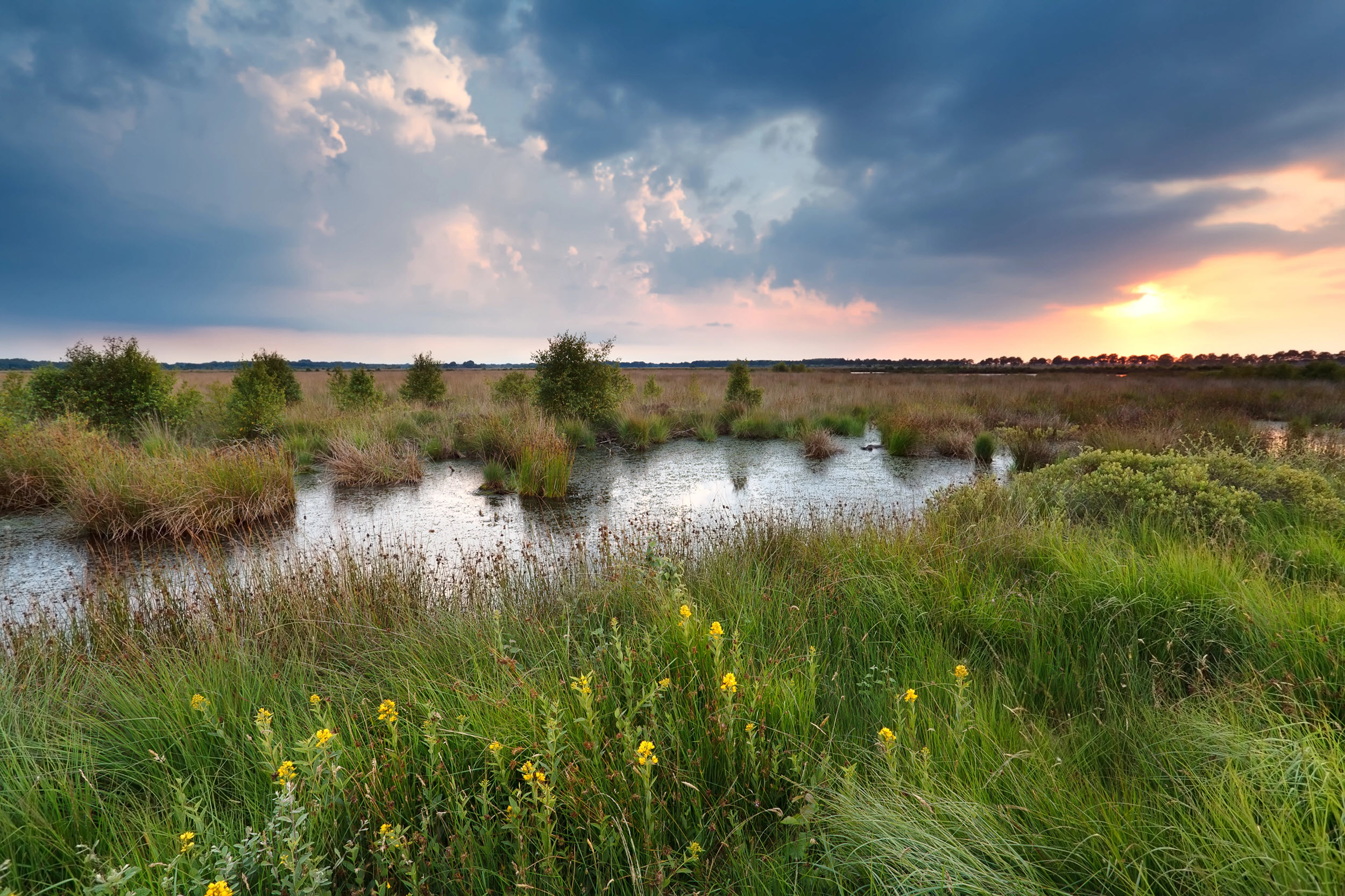 marsh habitat