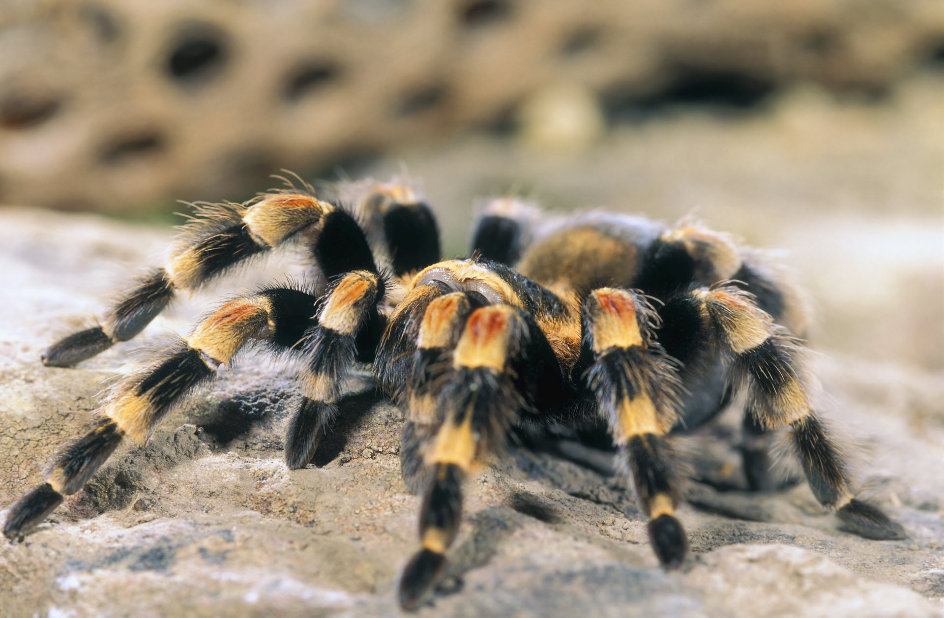 mexican tarantula