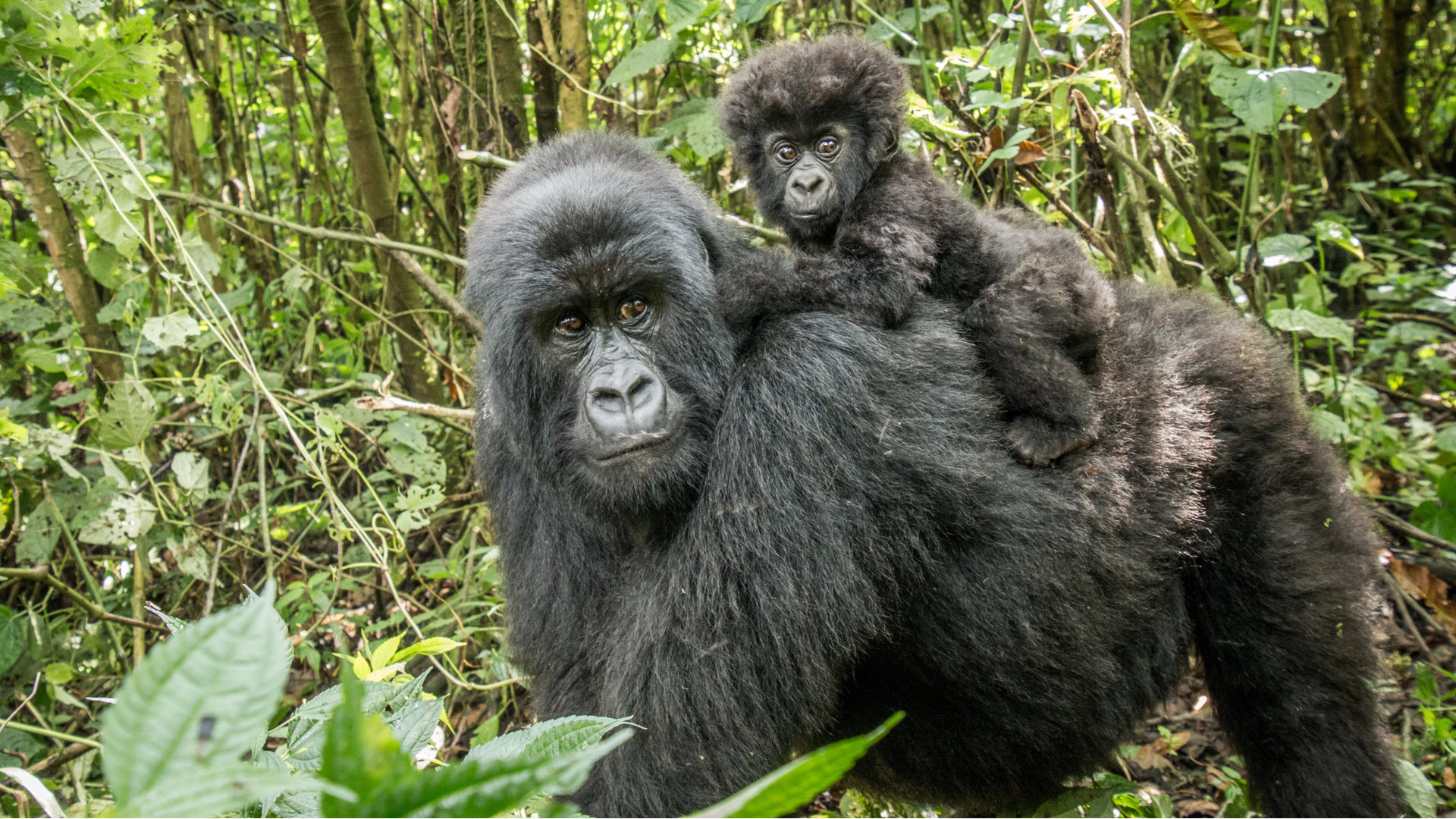 mountain gorilla - an endangered species