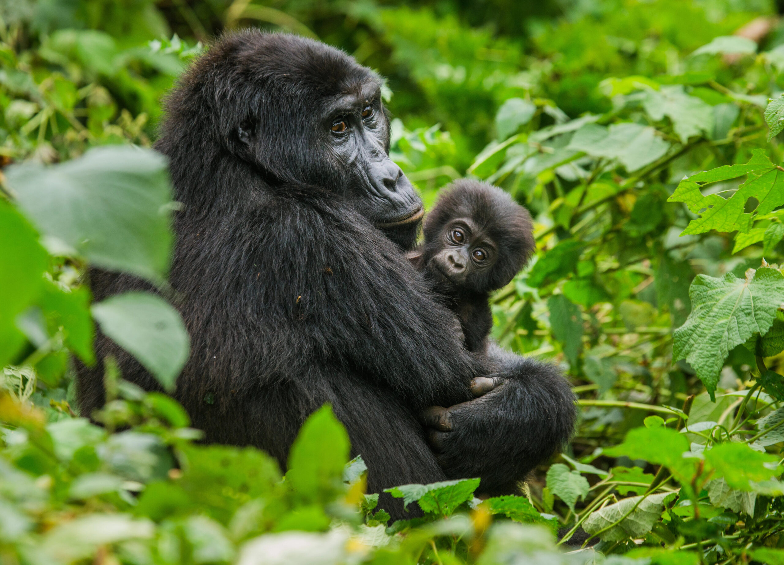 Mountain gorilla