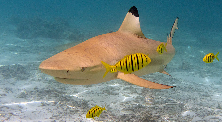 ocean sharks are fish