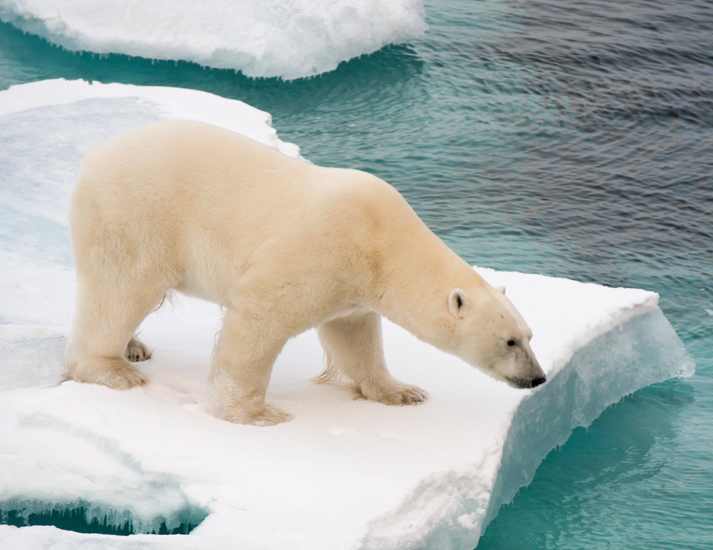 polars are apex predators that help maintain ecosystems