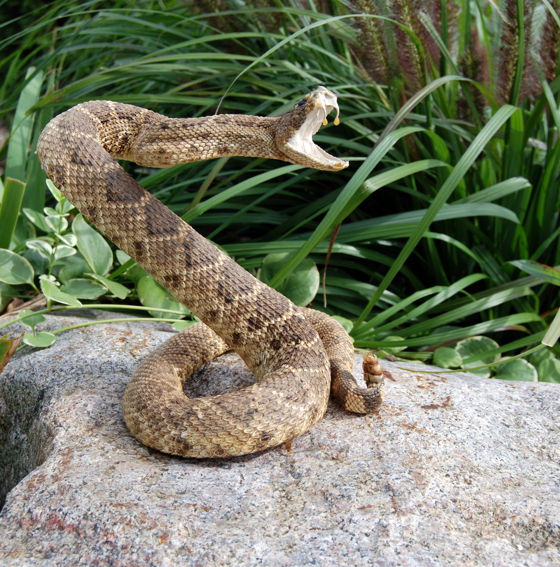 rattlesnakes are reptiles